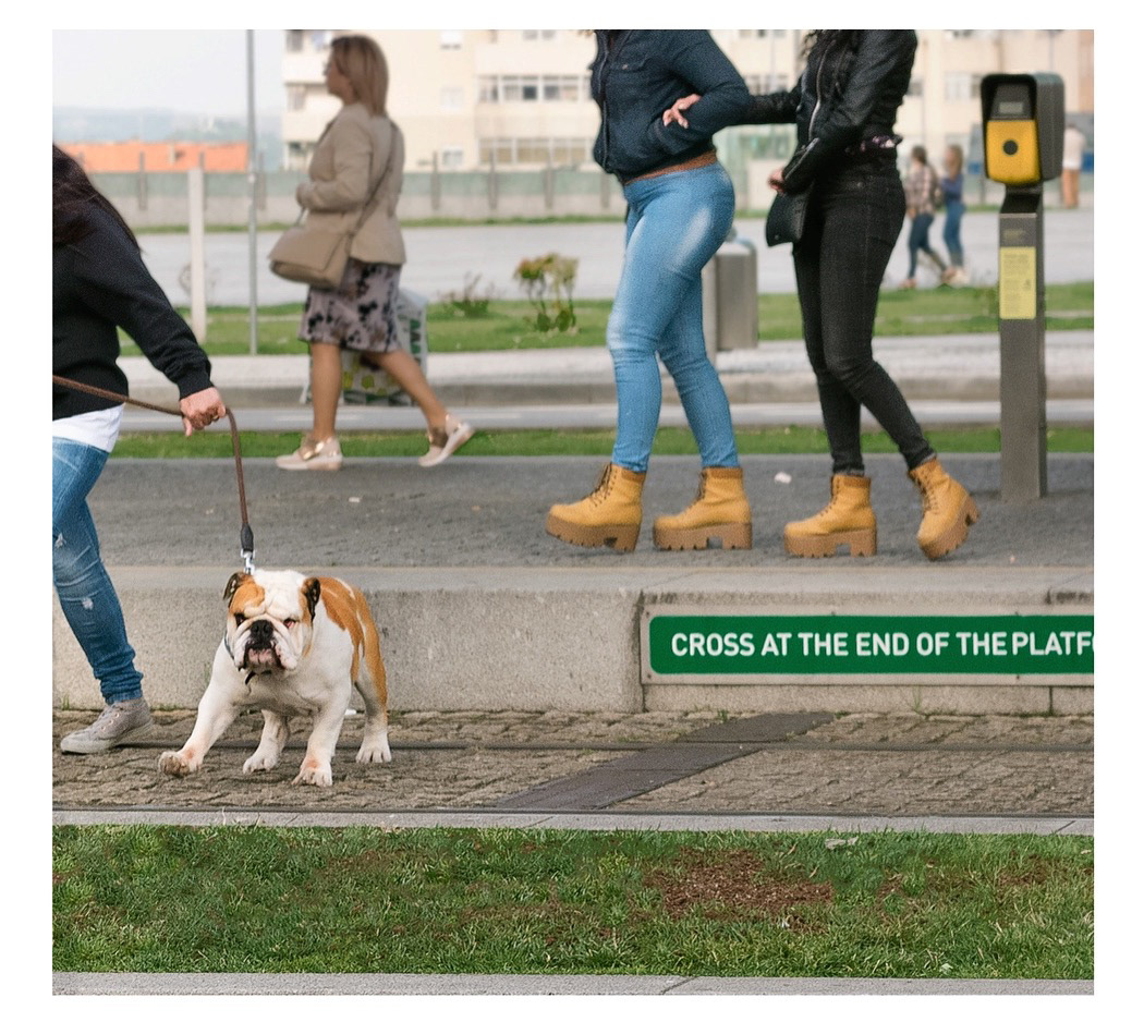 I love animals by Naikari Díaz