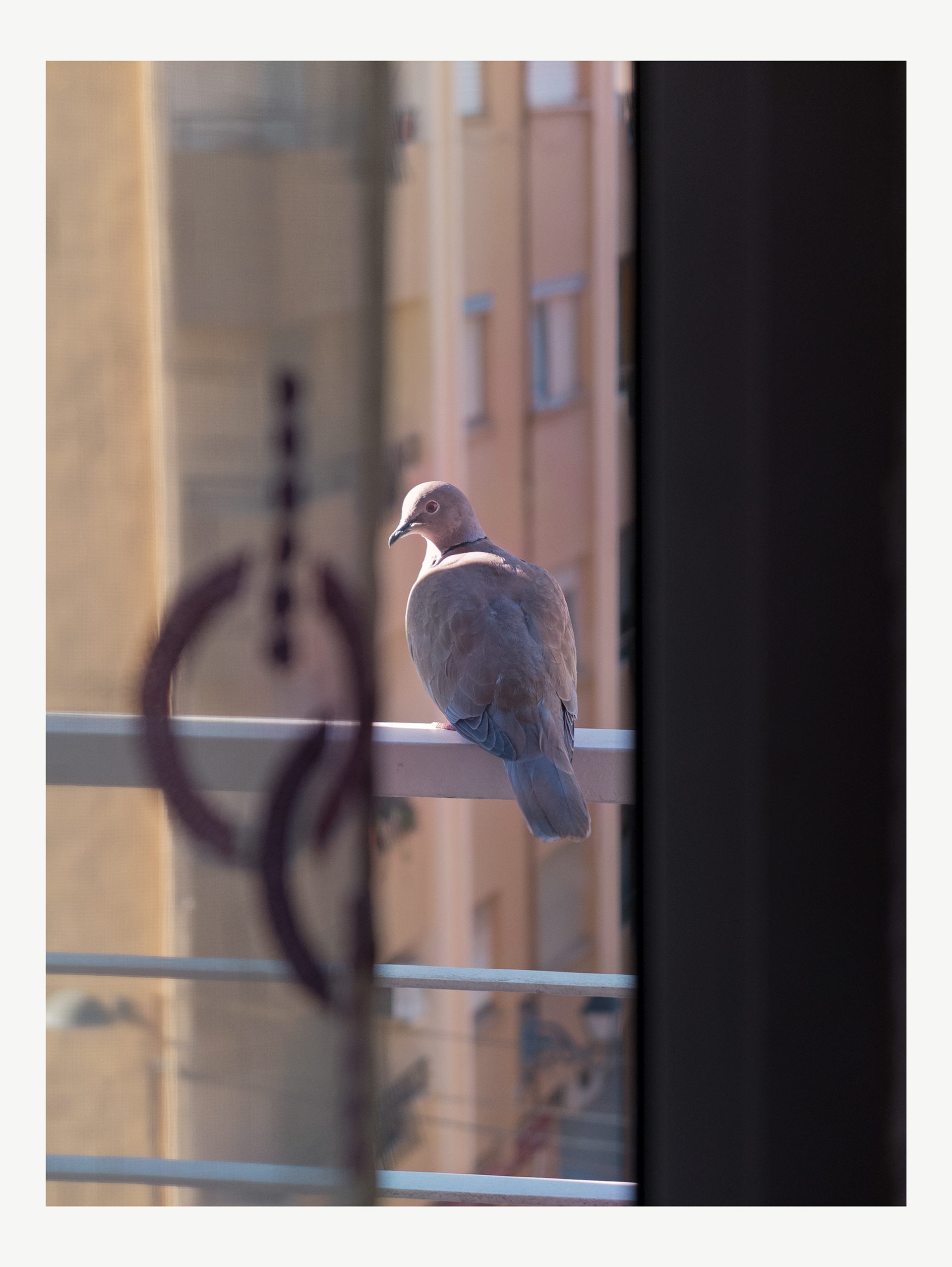 I love animals by Naikari Díaz