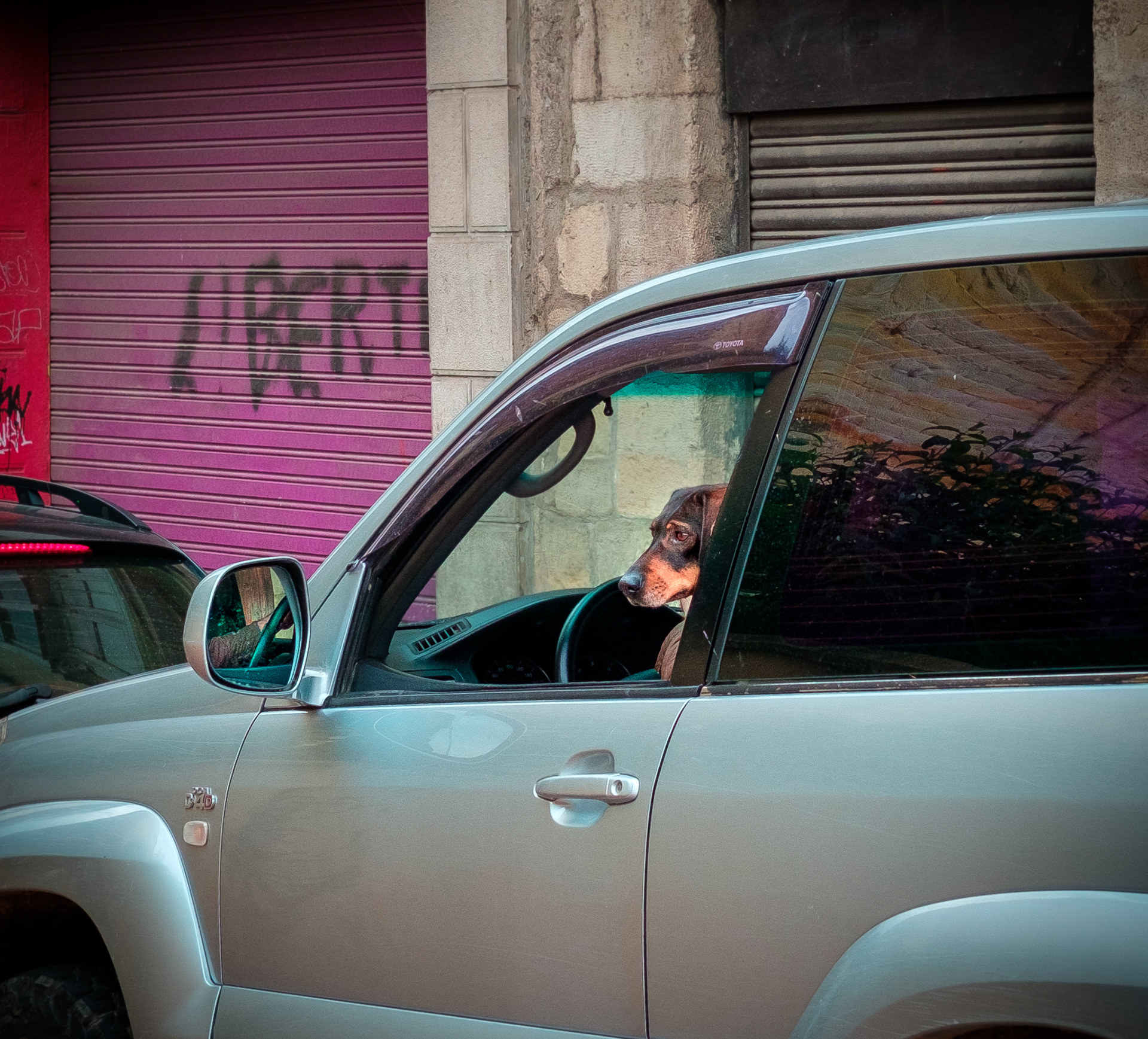 I love animals by Naikari Díaz