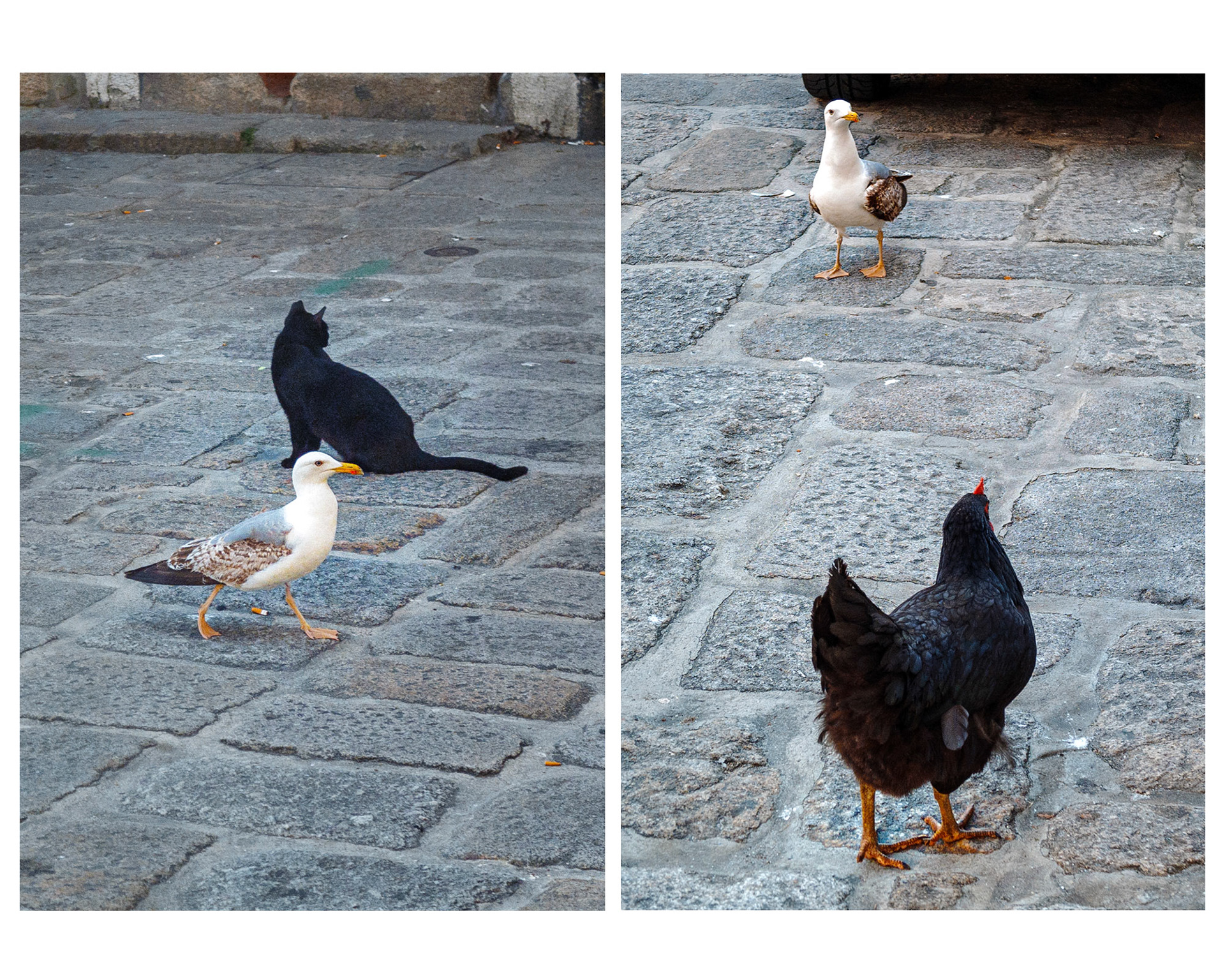 I love animals by Naikari Díaz