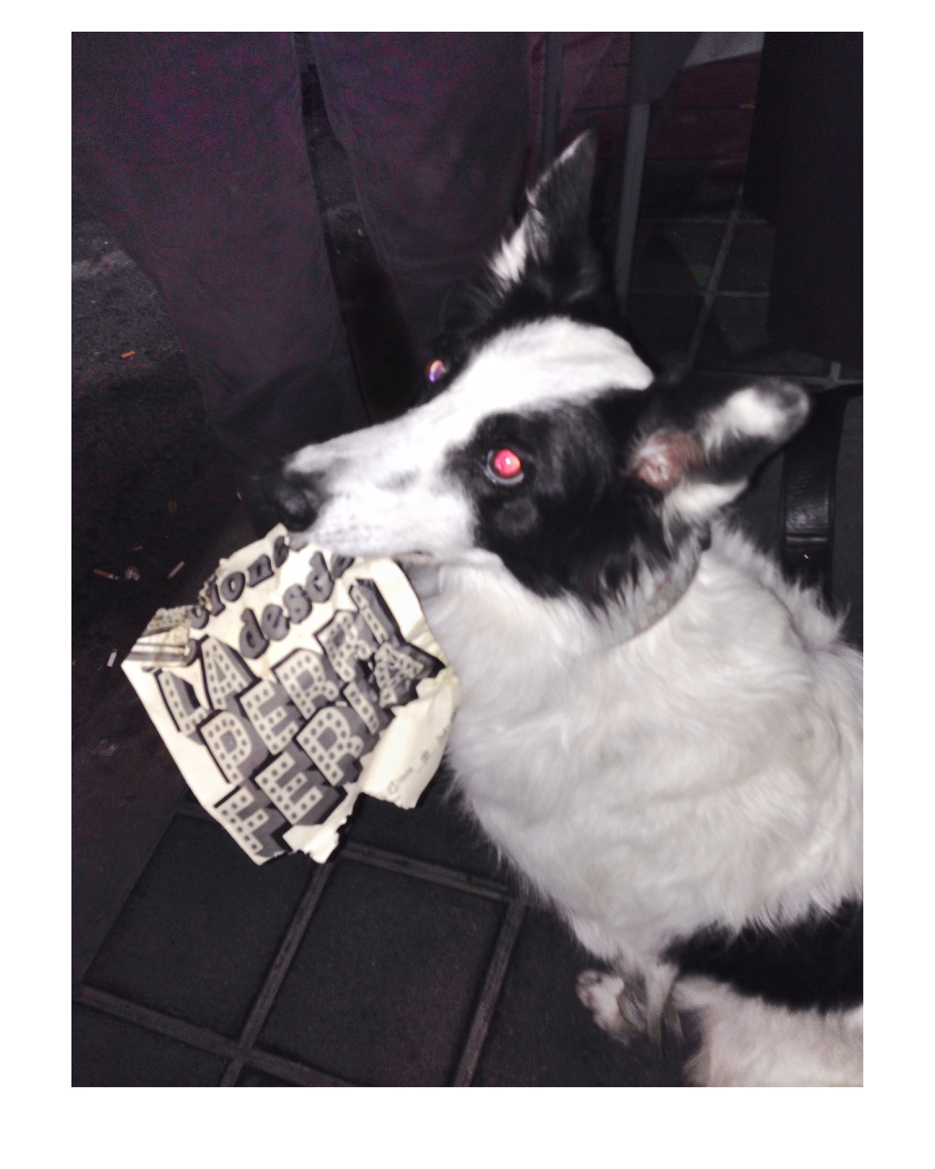 I love animals by Naikari Díaz