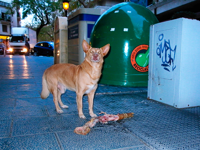 I love animals by Naikari Díaz