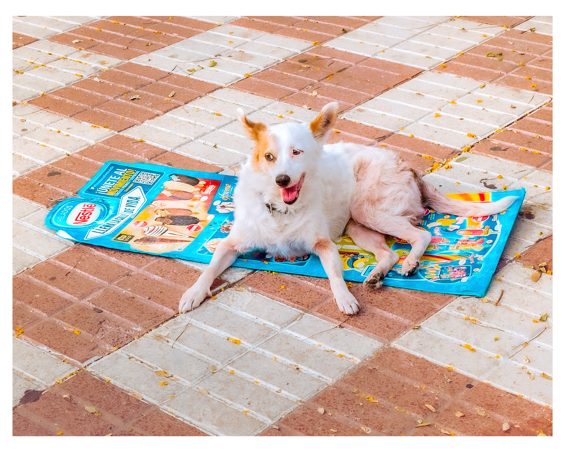 I love animals by Naikari Díaz