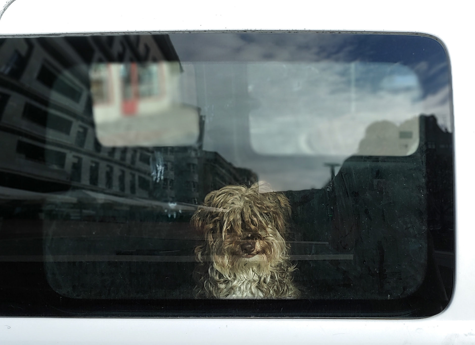 I love animals by Naikari Díaz