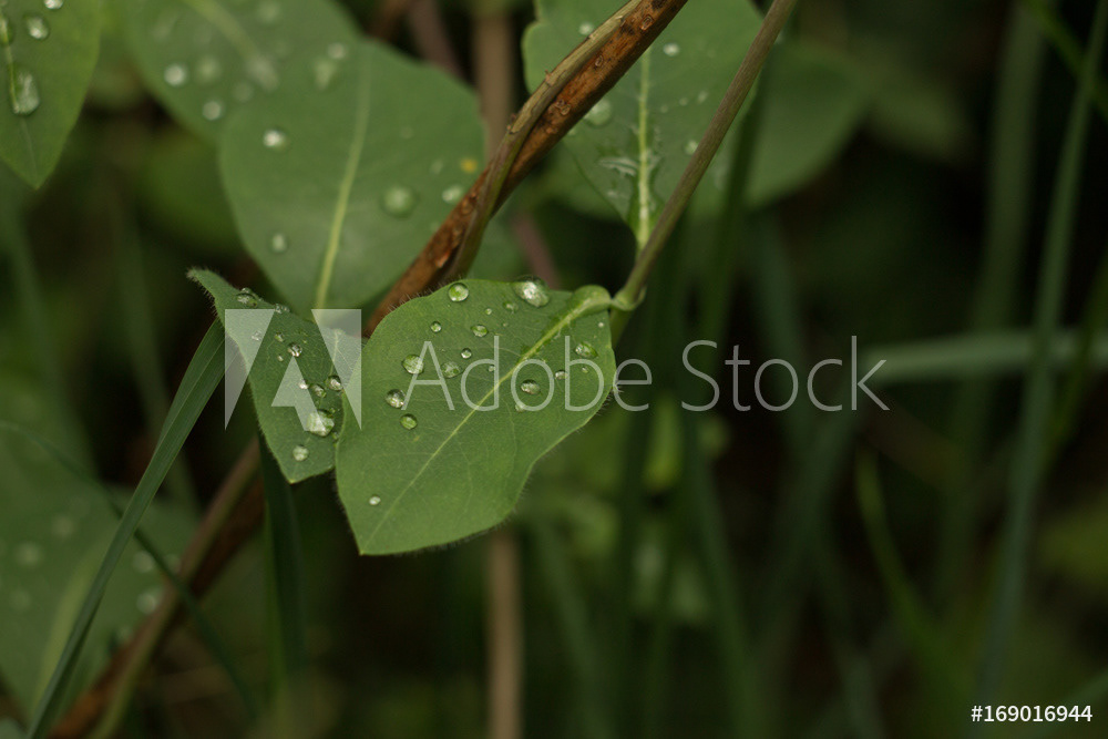 Droplets on leaf