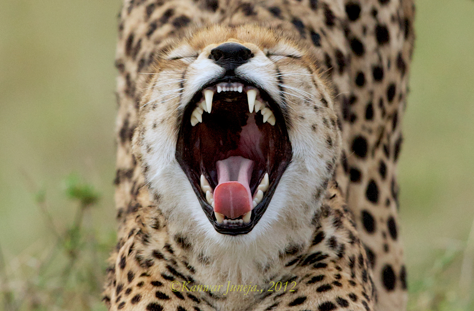 Yawwwwn, Cheetah from Masai Mara Reserve, Kenya