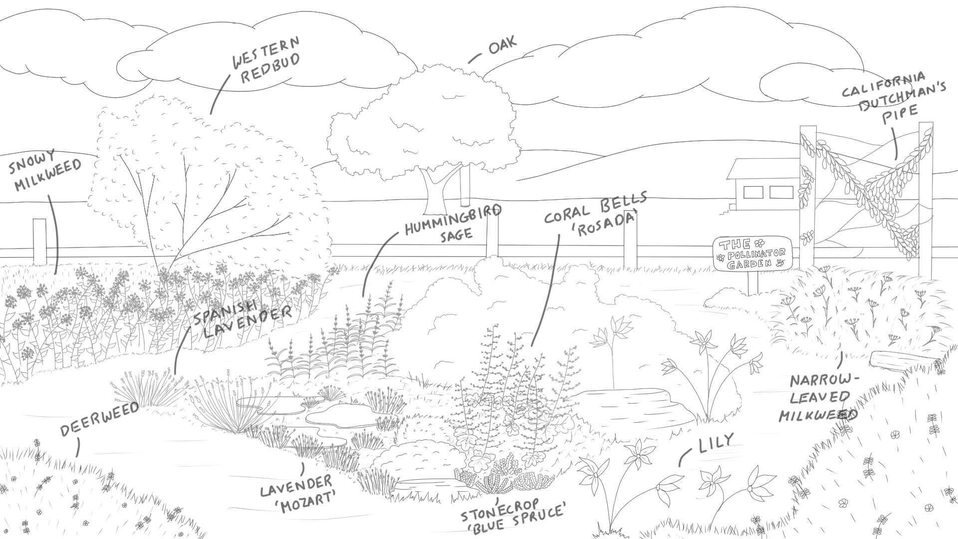 Pollinator Garden Lineart