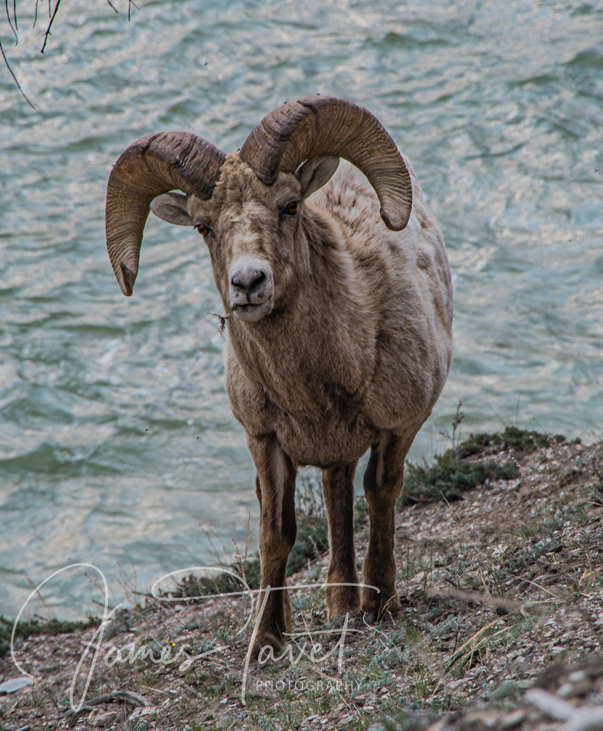 Big Horn Sheep