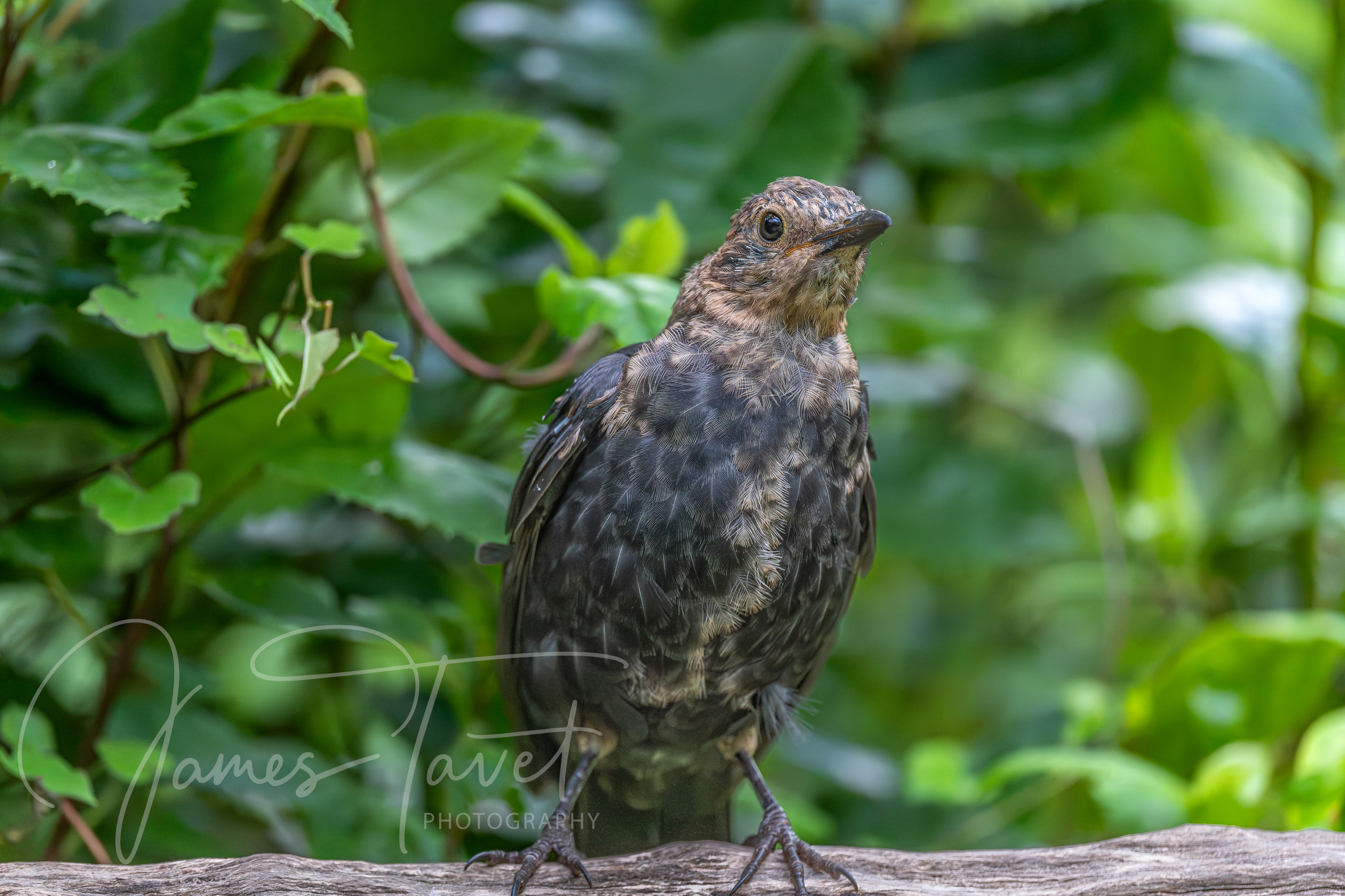 Juvenile Eurasian Blackbird