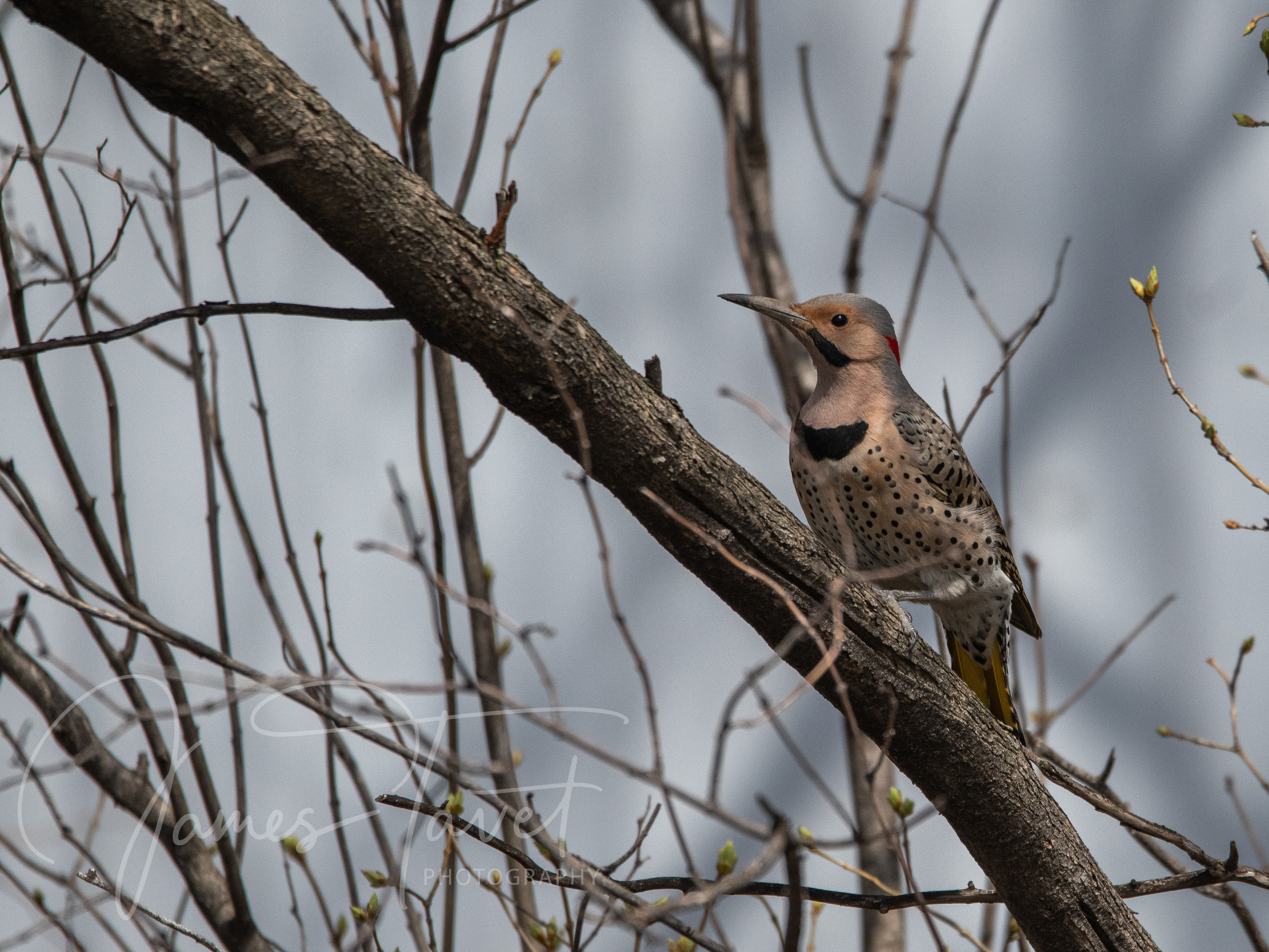 Northern Flicker