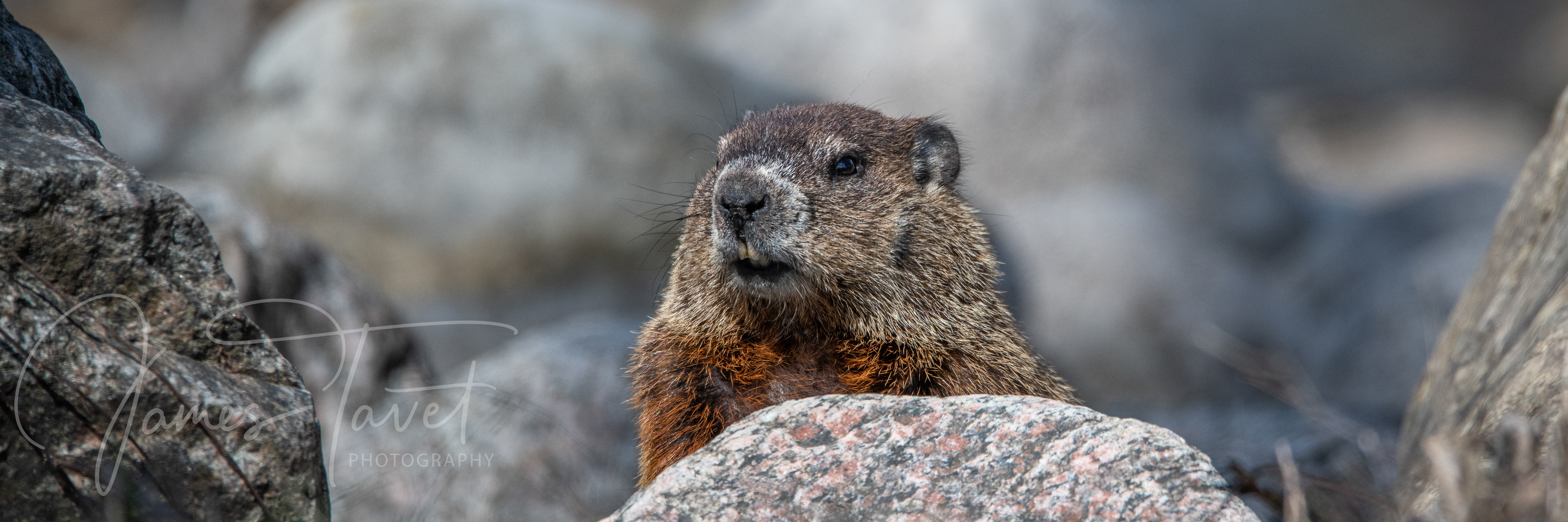 Groundhog