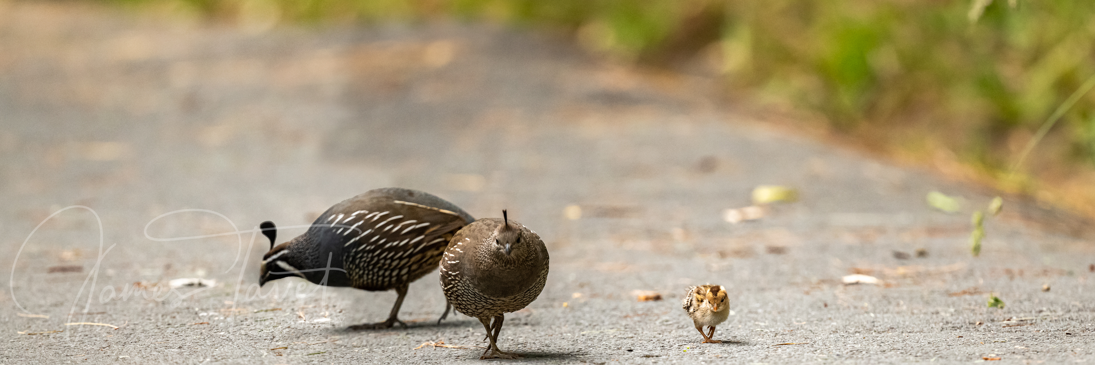 A family of Californiam Quail