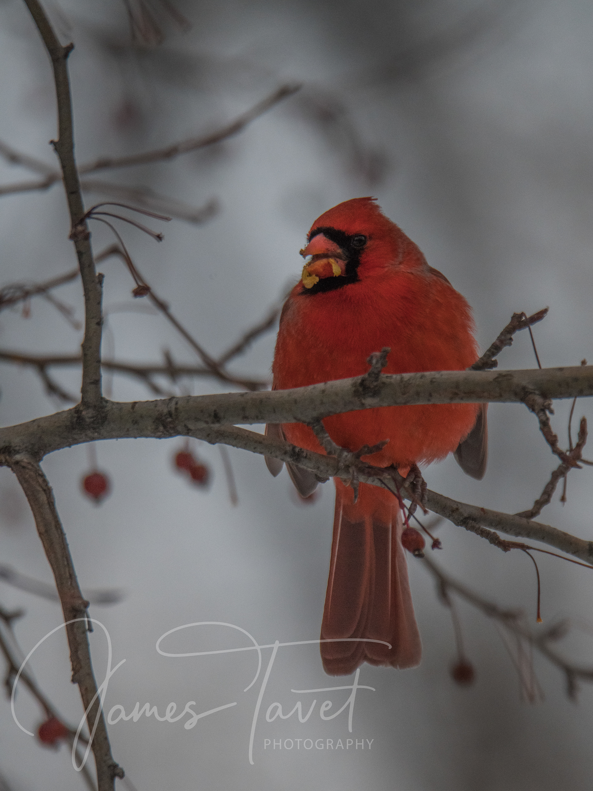 Northern Cardinal
