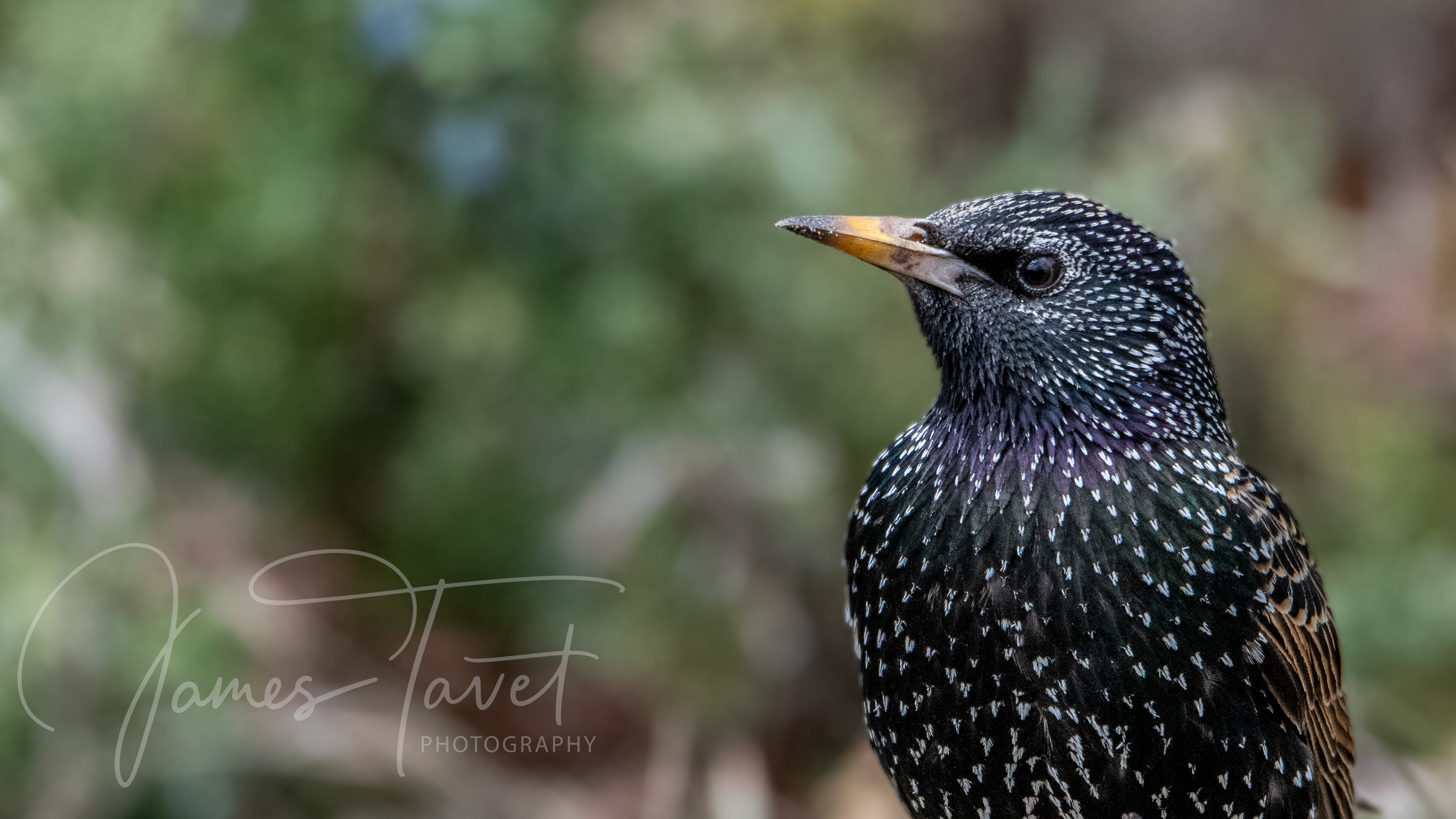 Starling