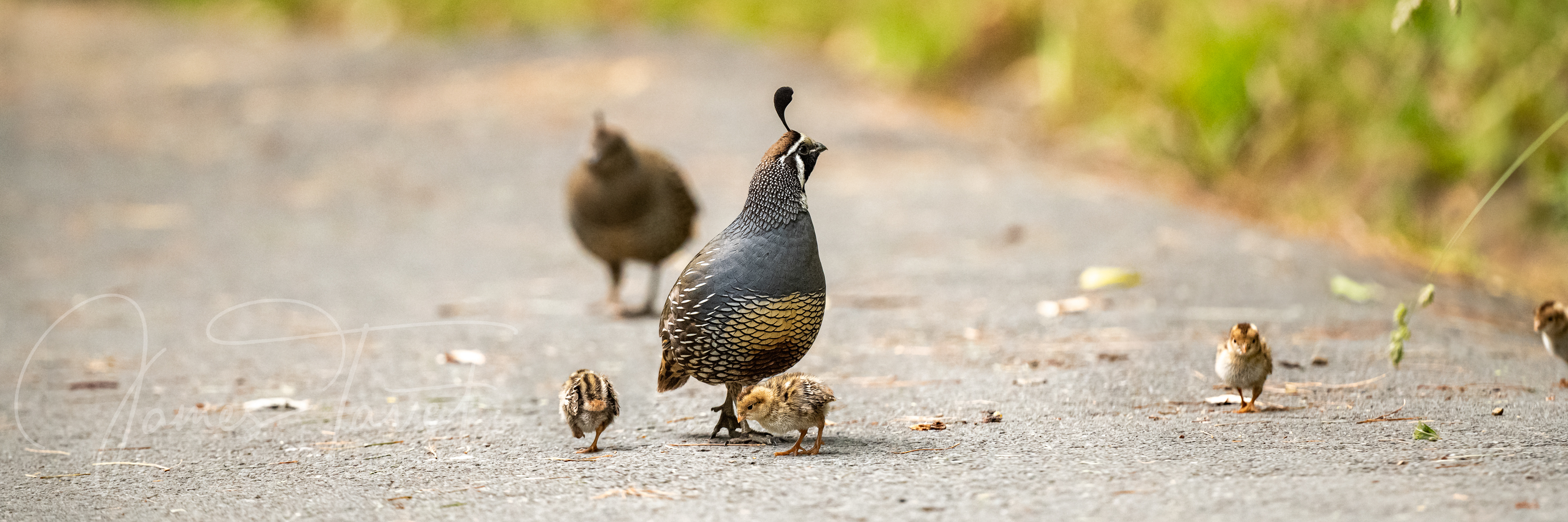 A family of Californiam Quail