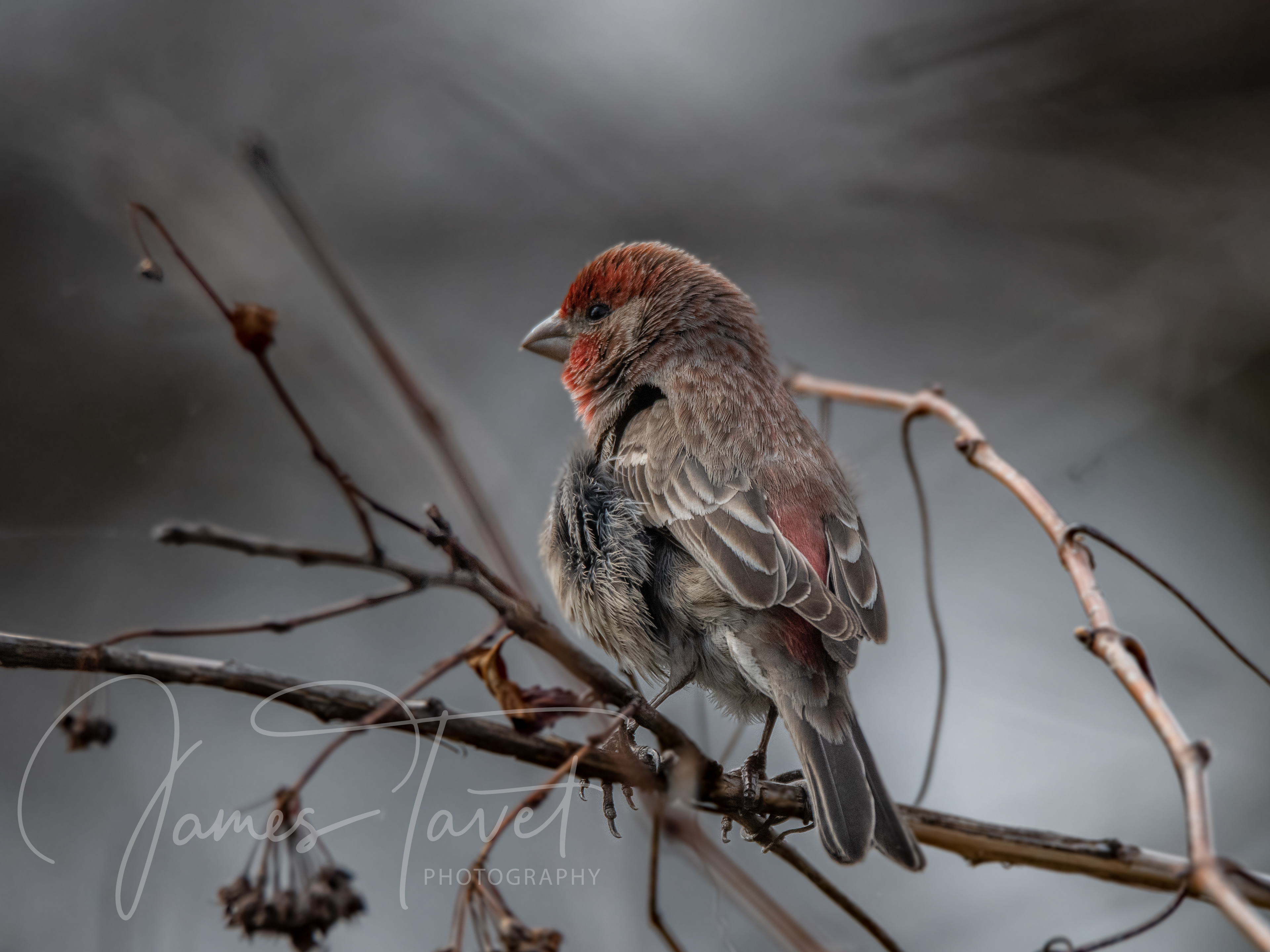 Pine Grosbeak