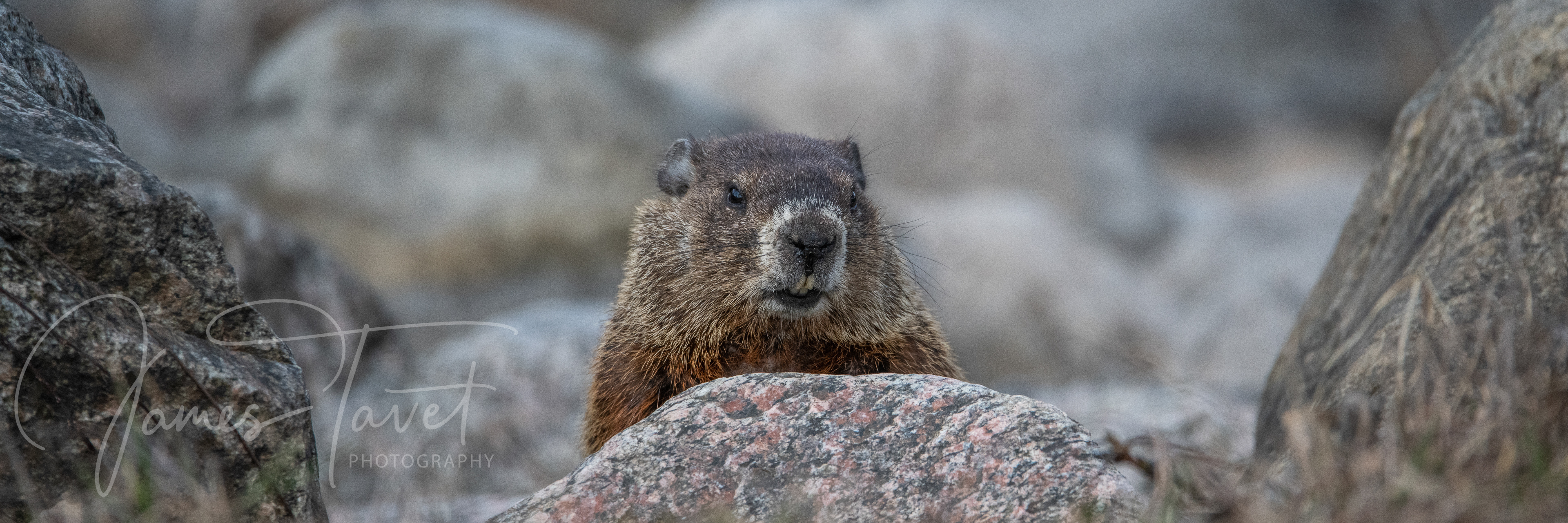 Groundhog