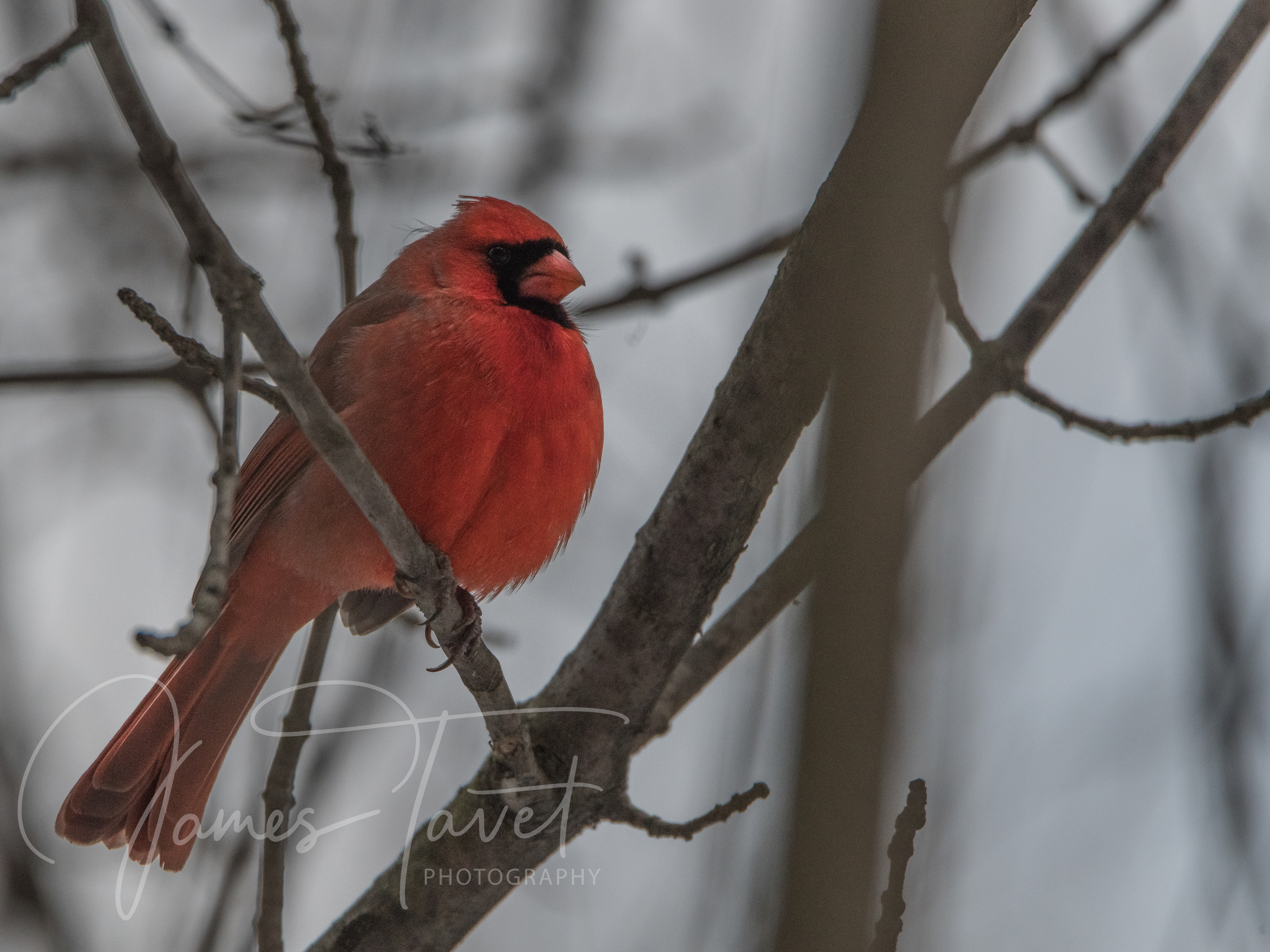 Northern Cardinal
