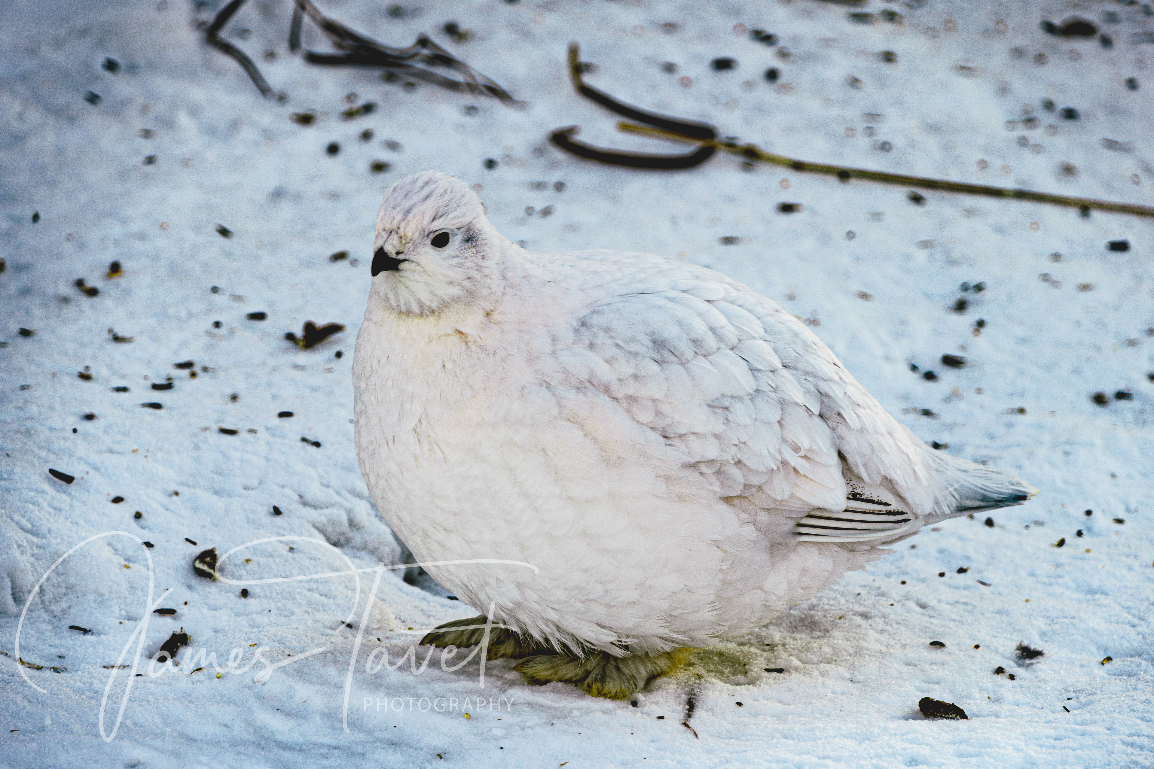 Ptarmigan