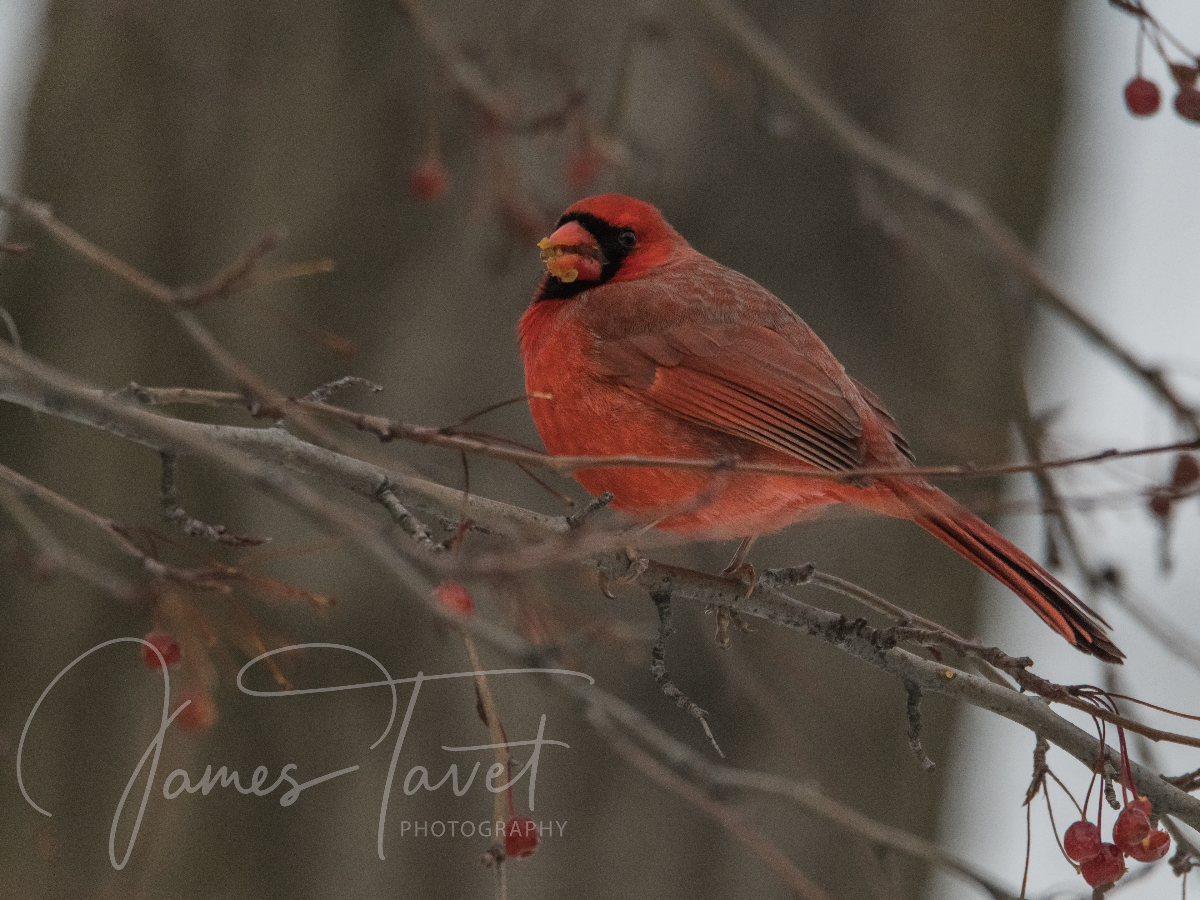 Northern Cardinal