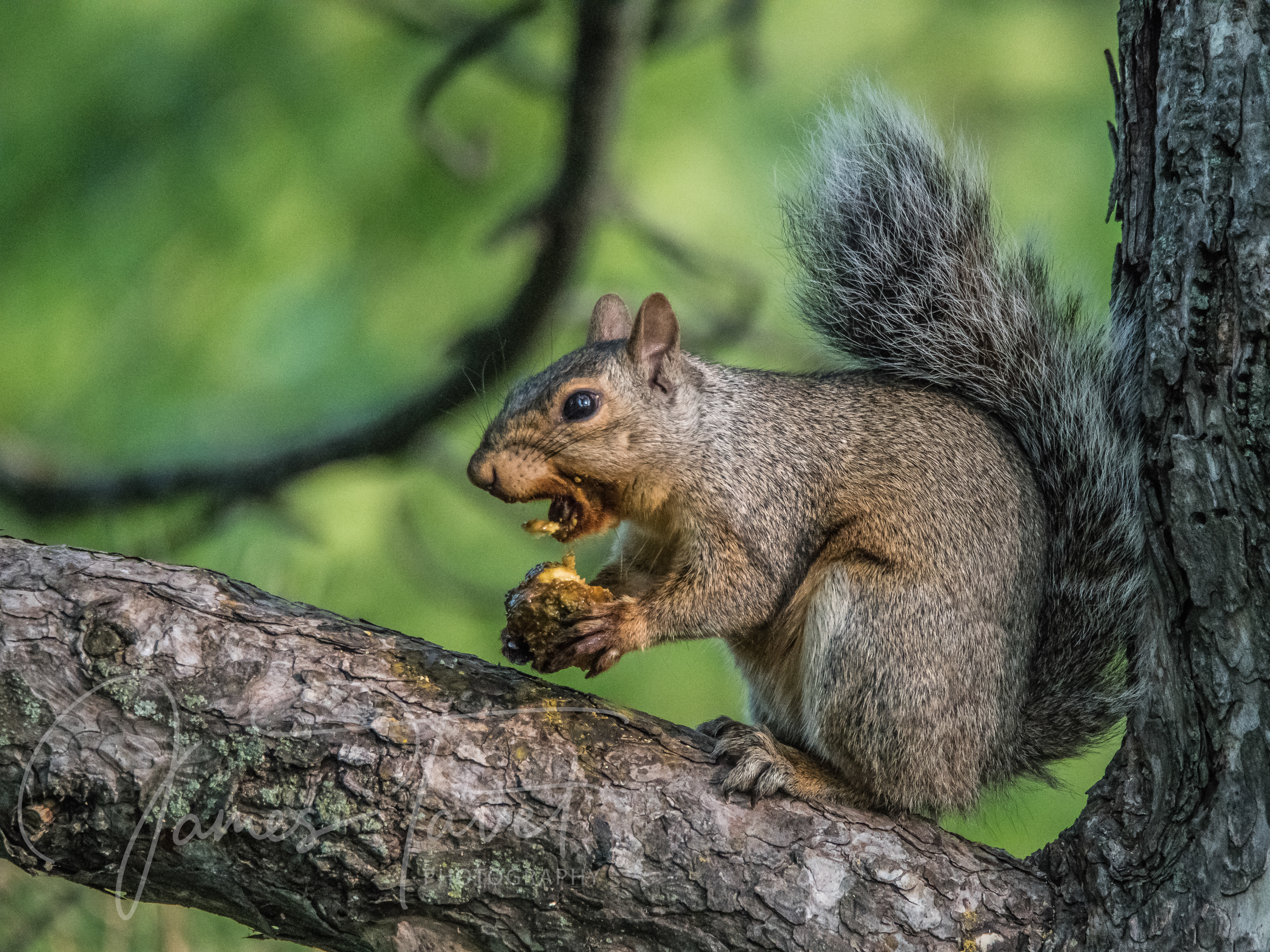 Eastern Grey Squirrel