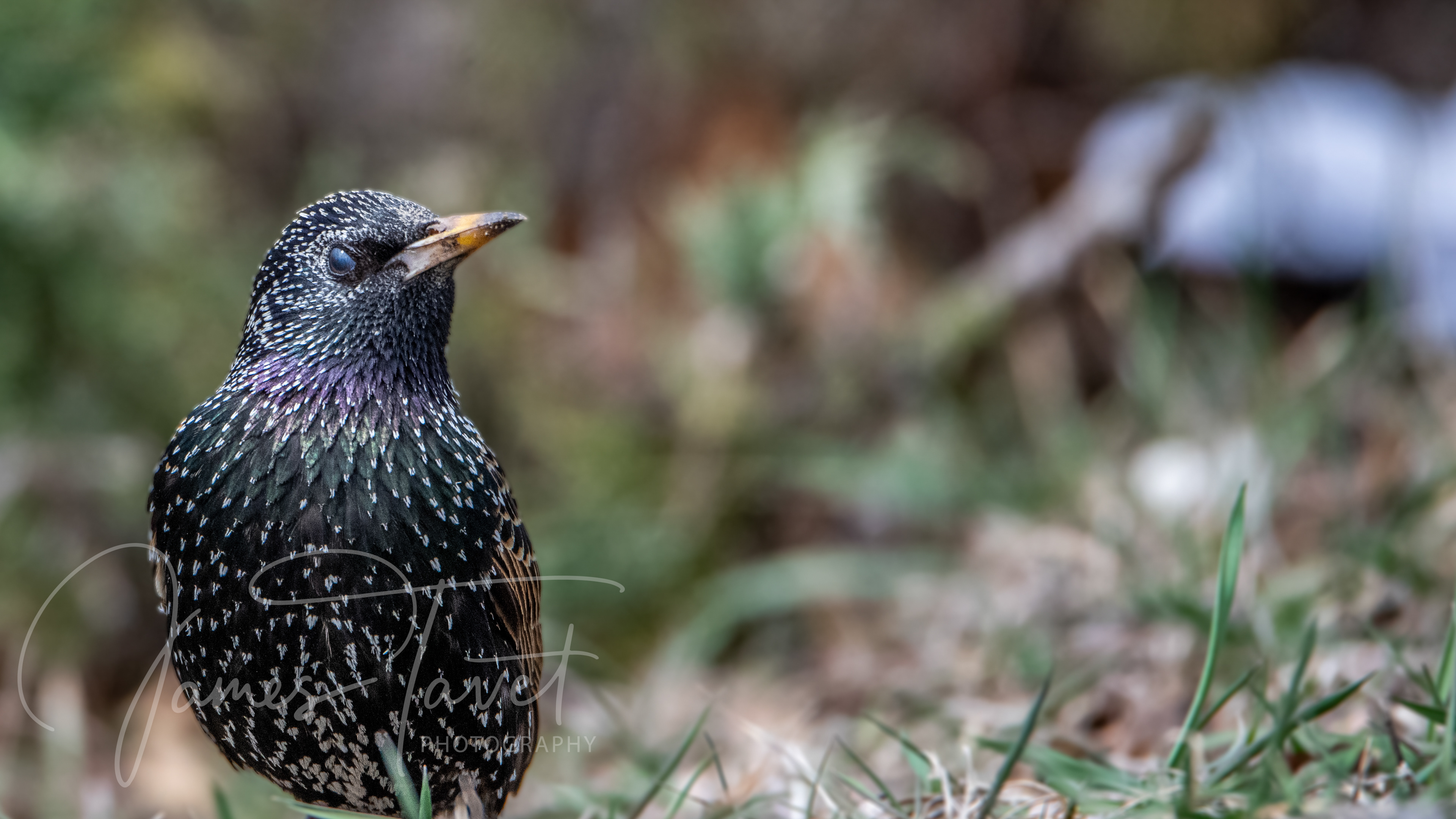 Starling