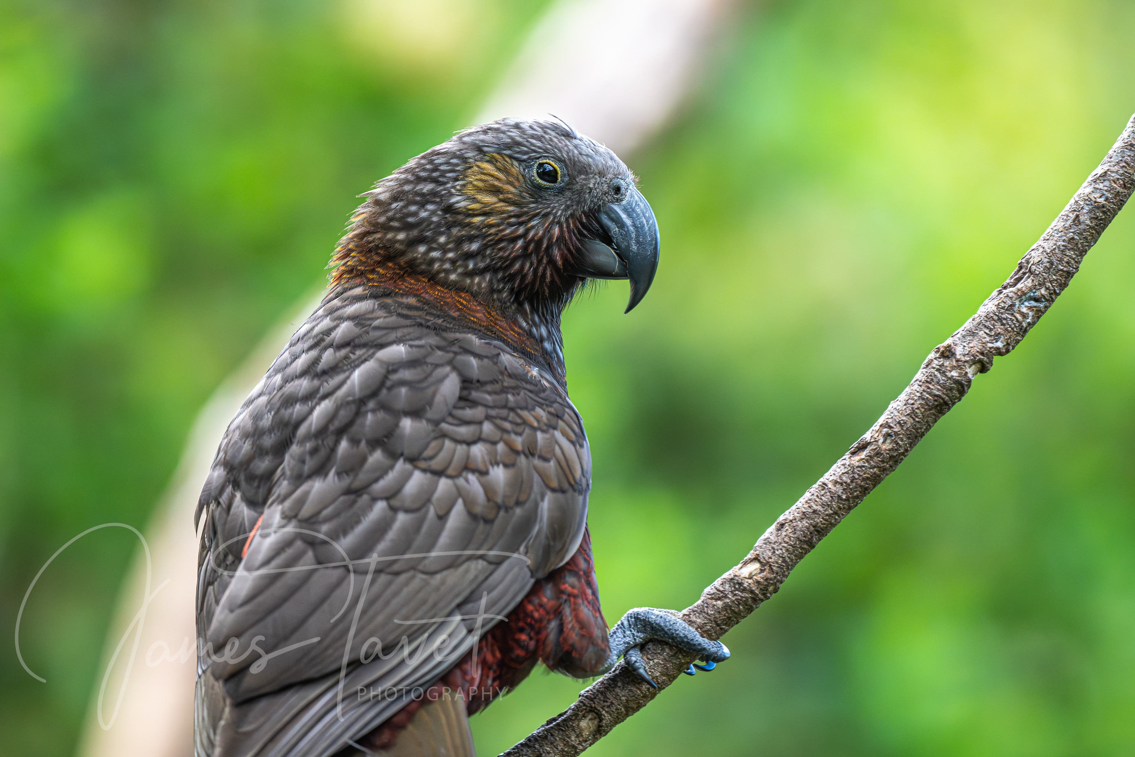 Kaka