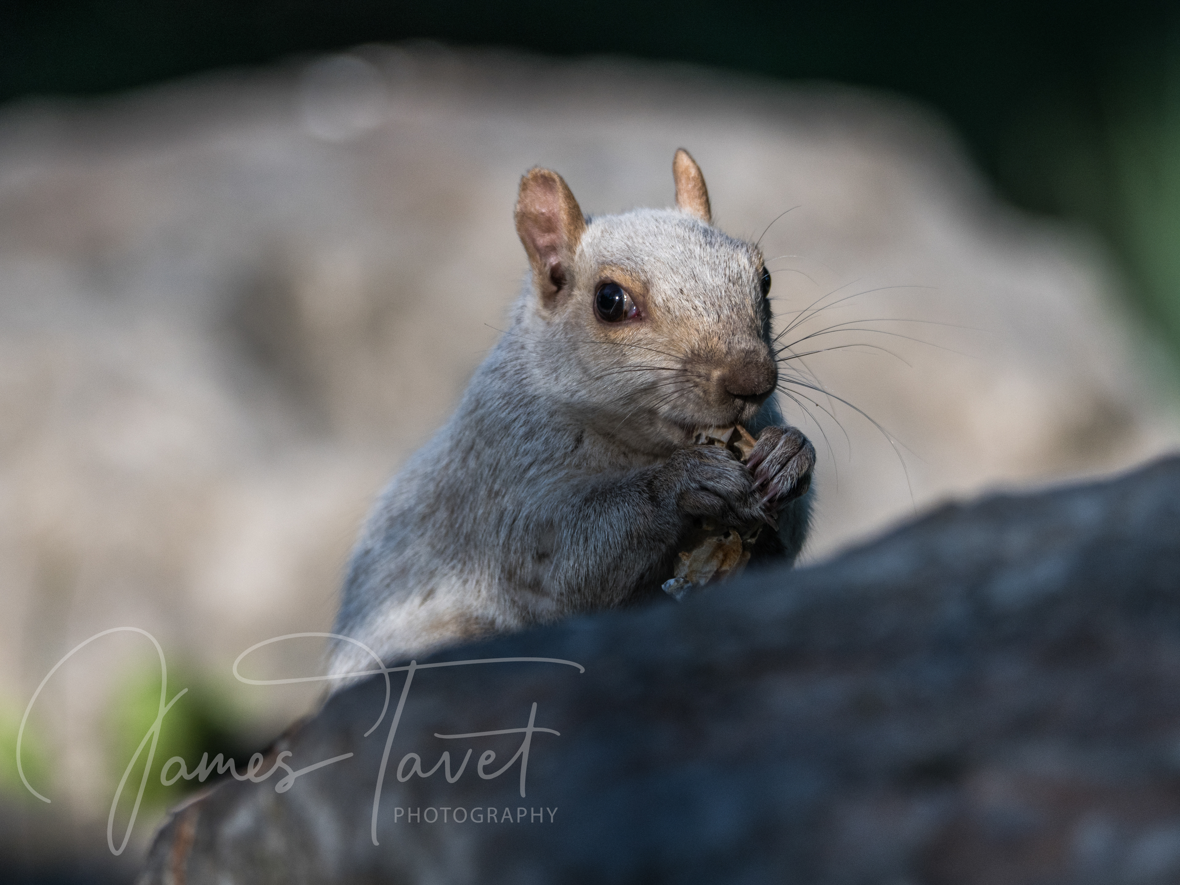 Eastern Grey Squirrel