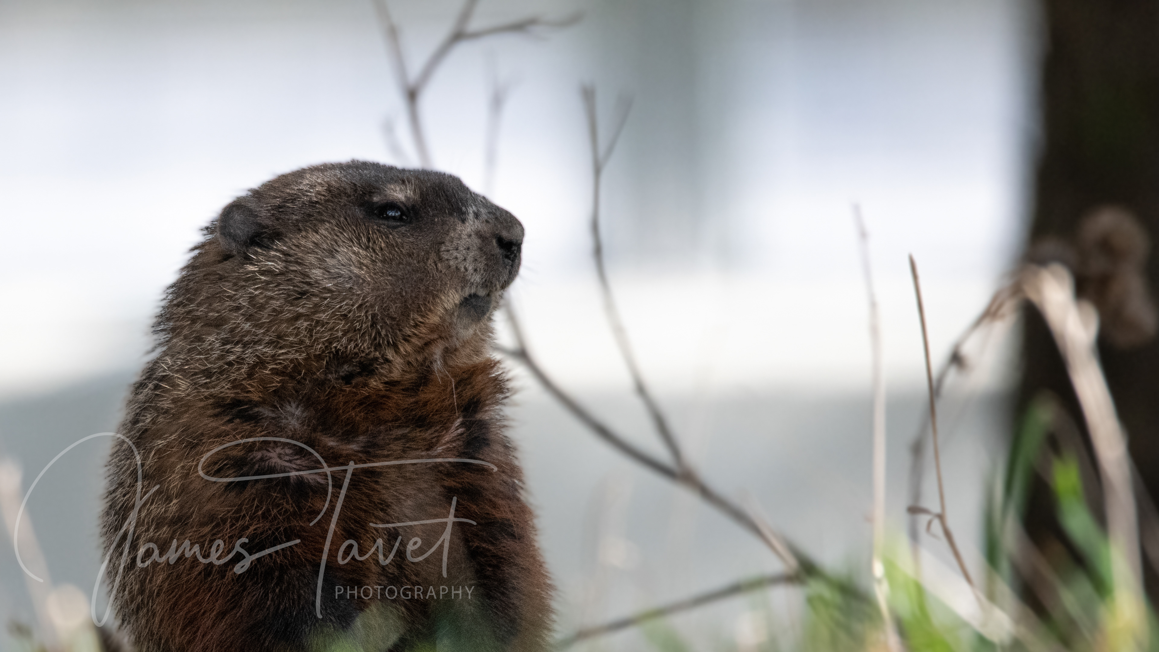 Groundhog