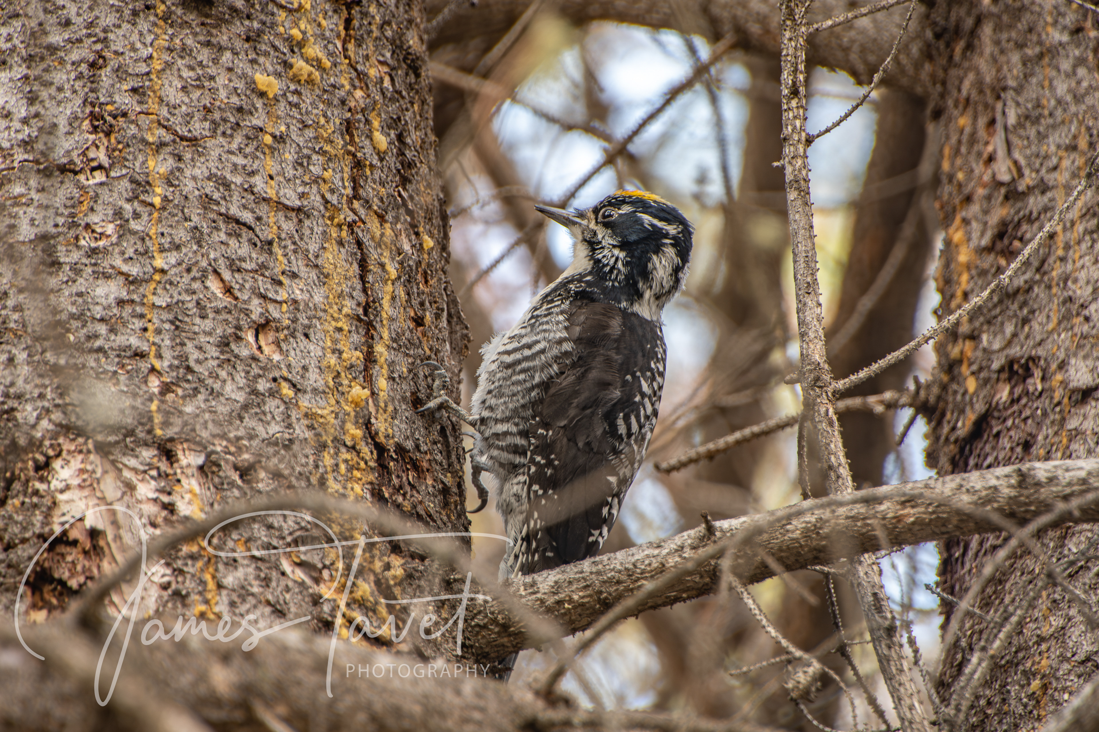 Woodpecker