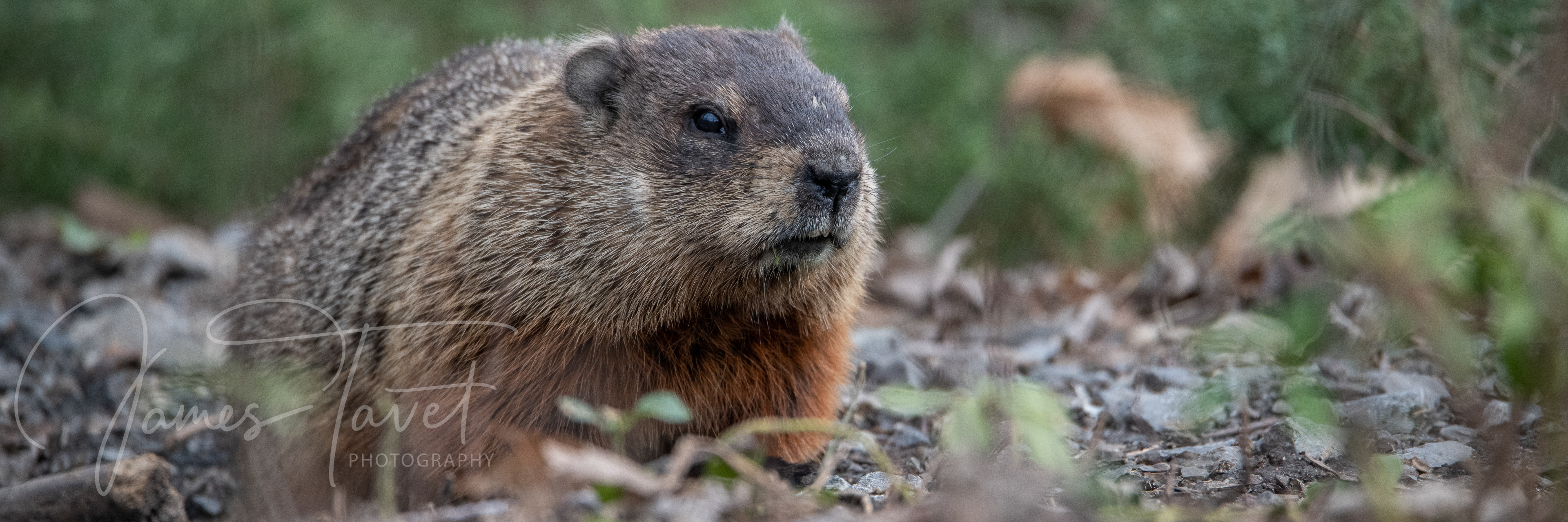 Groundhog
