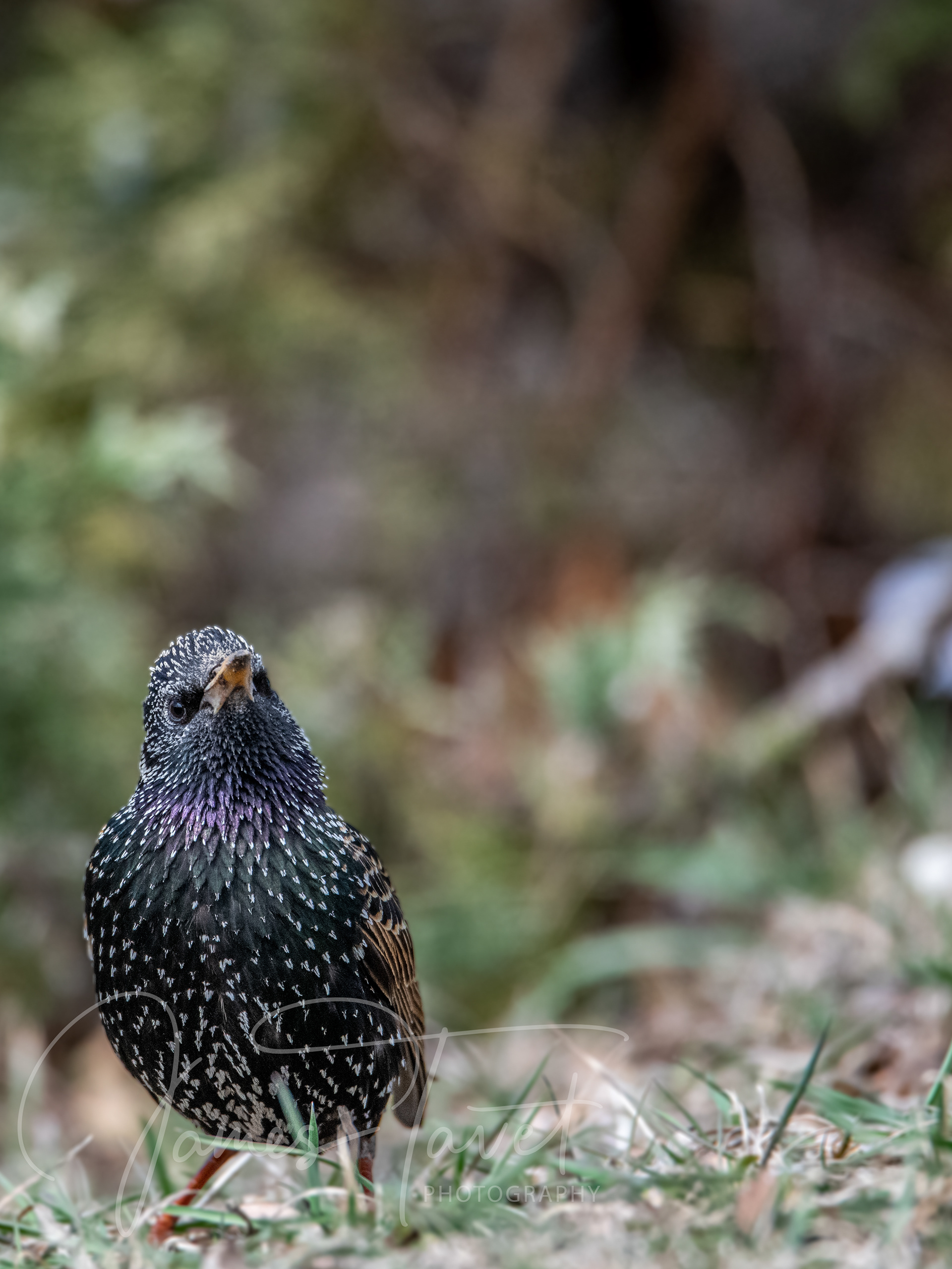 Starling