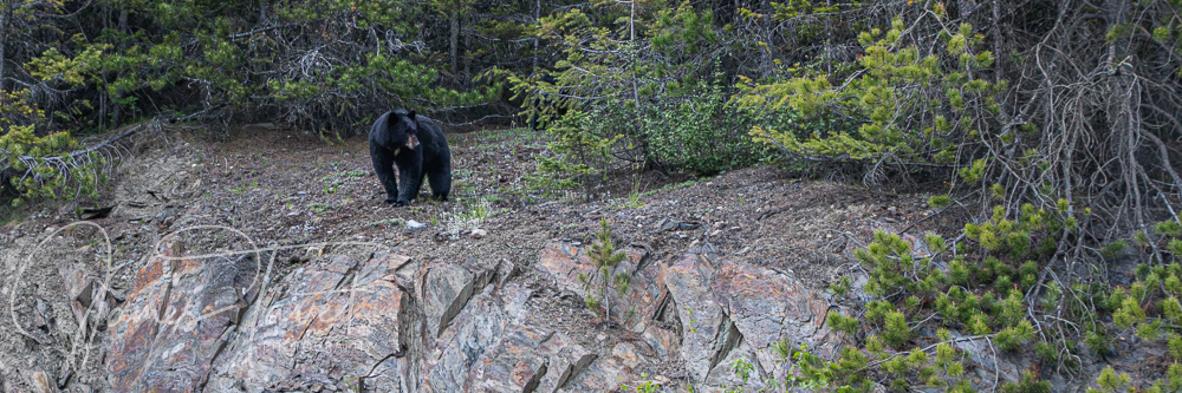 Black Bear