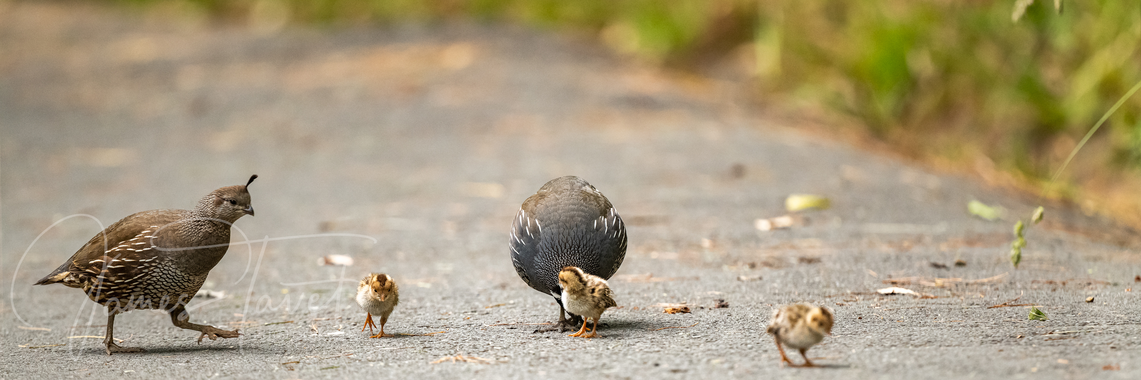 A family of Californiam Quail