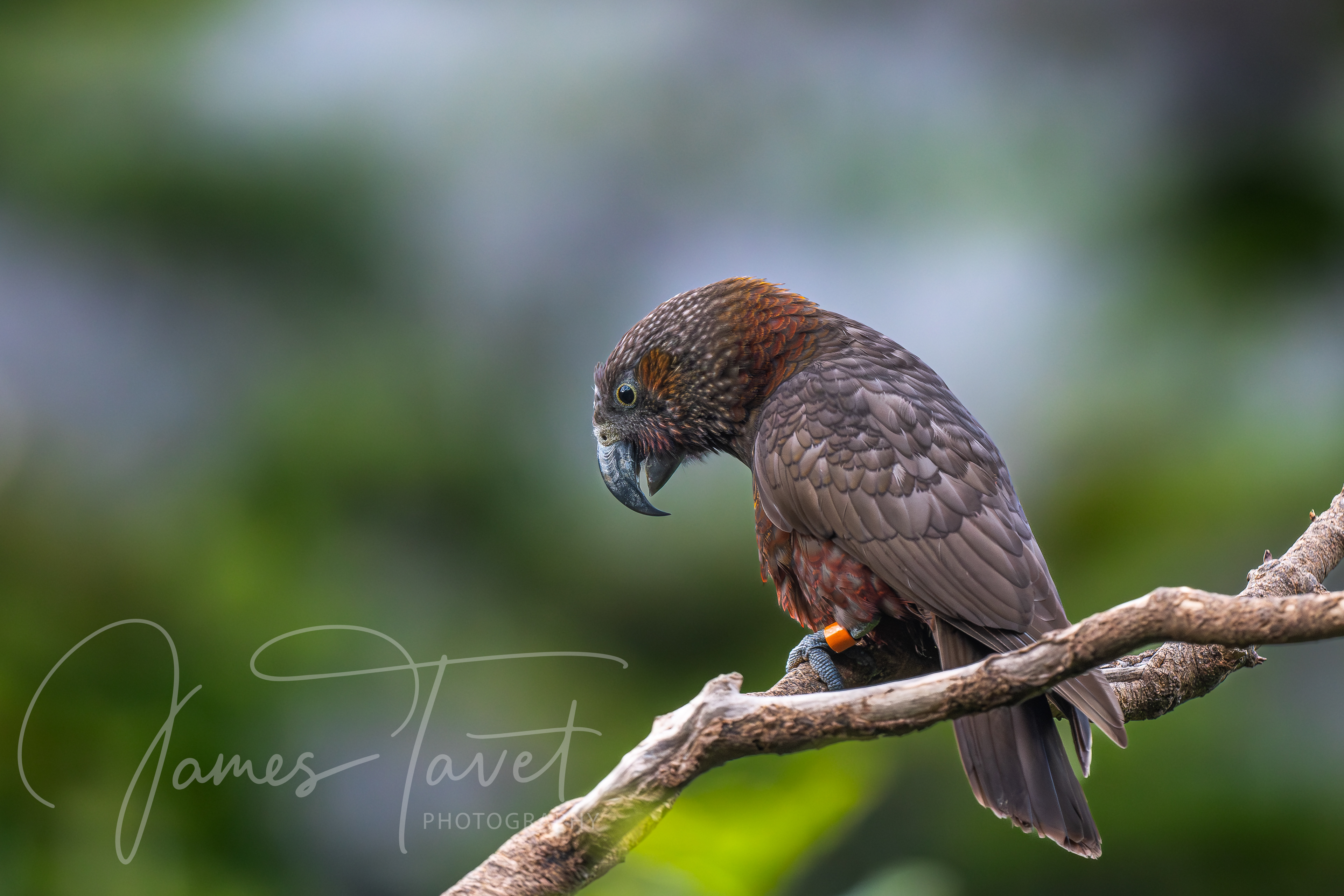 Kaka