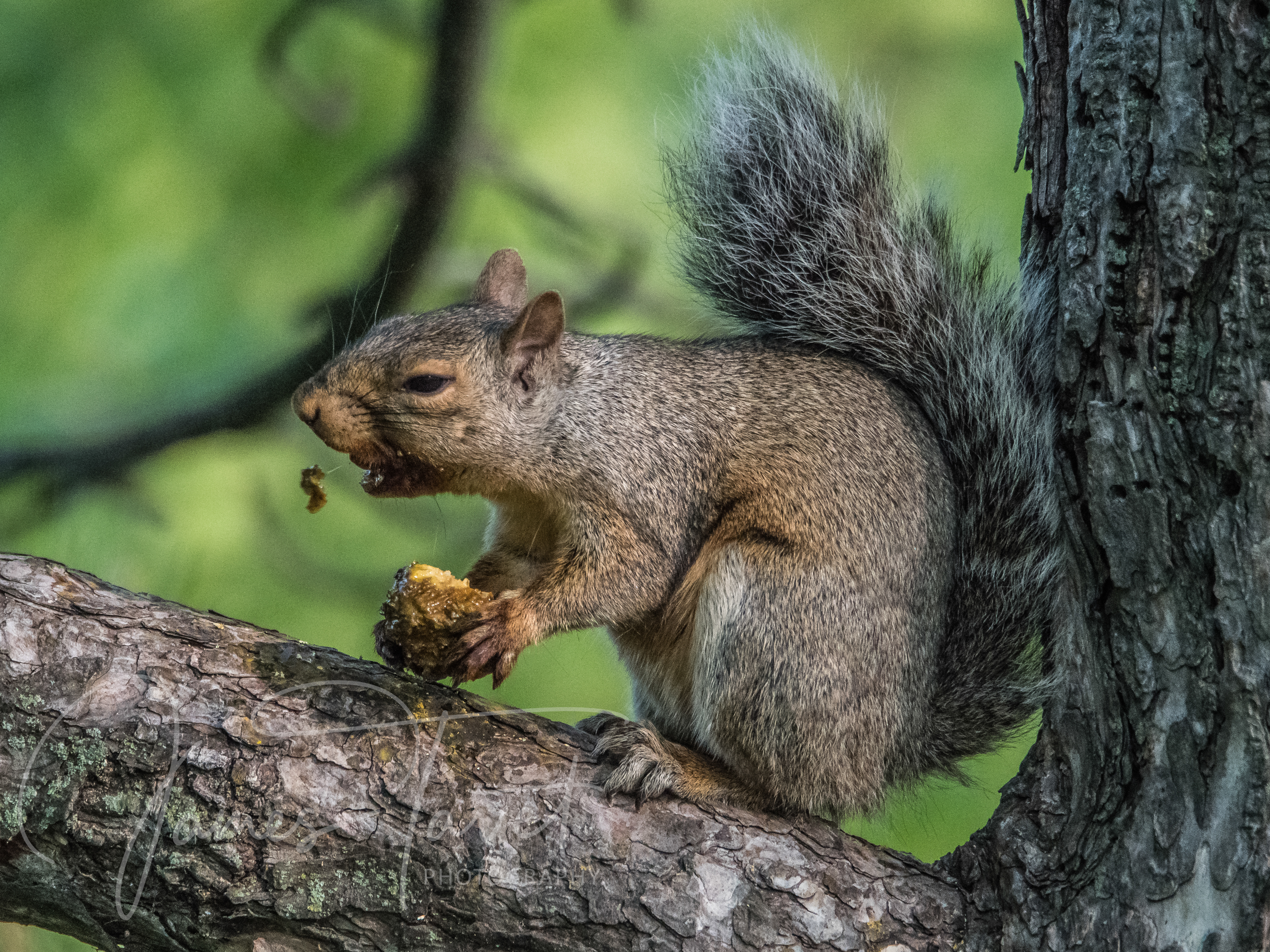 Eastern Grey Squirrel