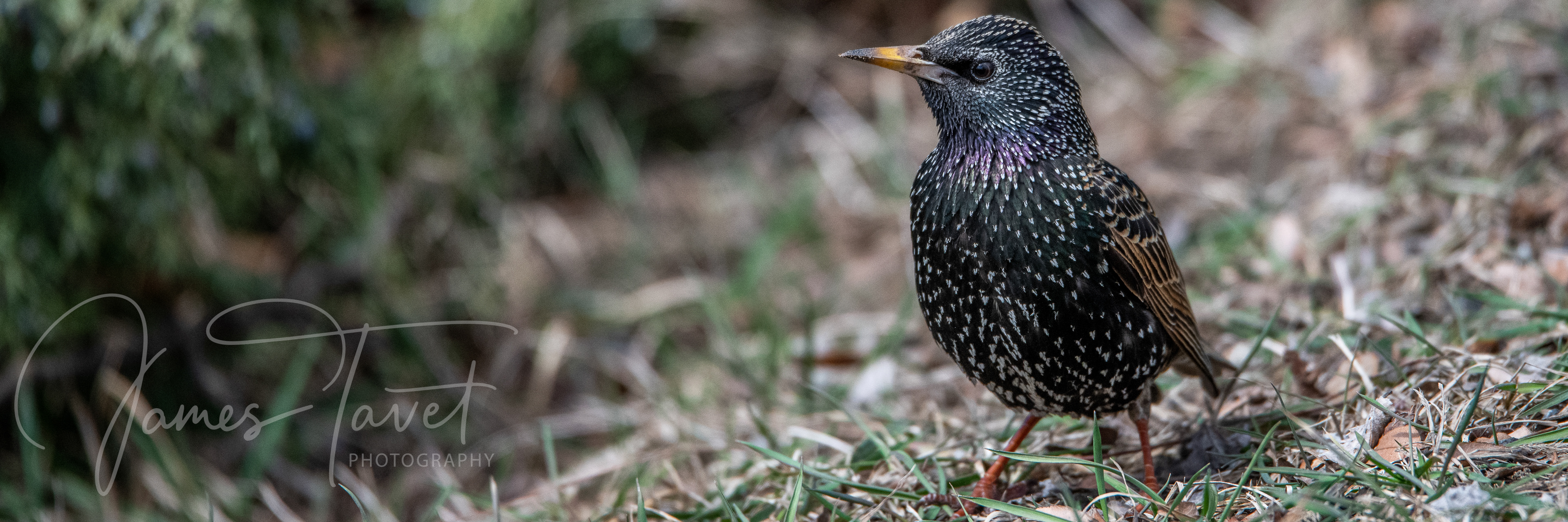 Starling