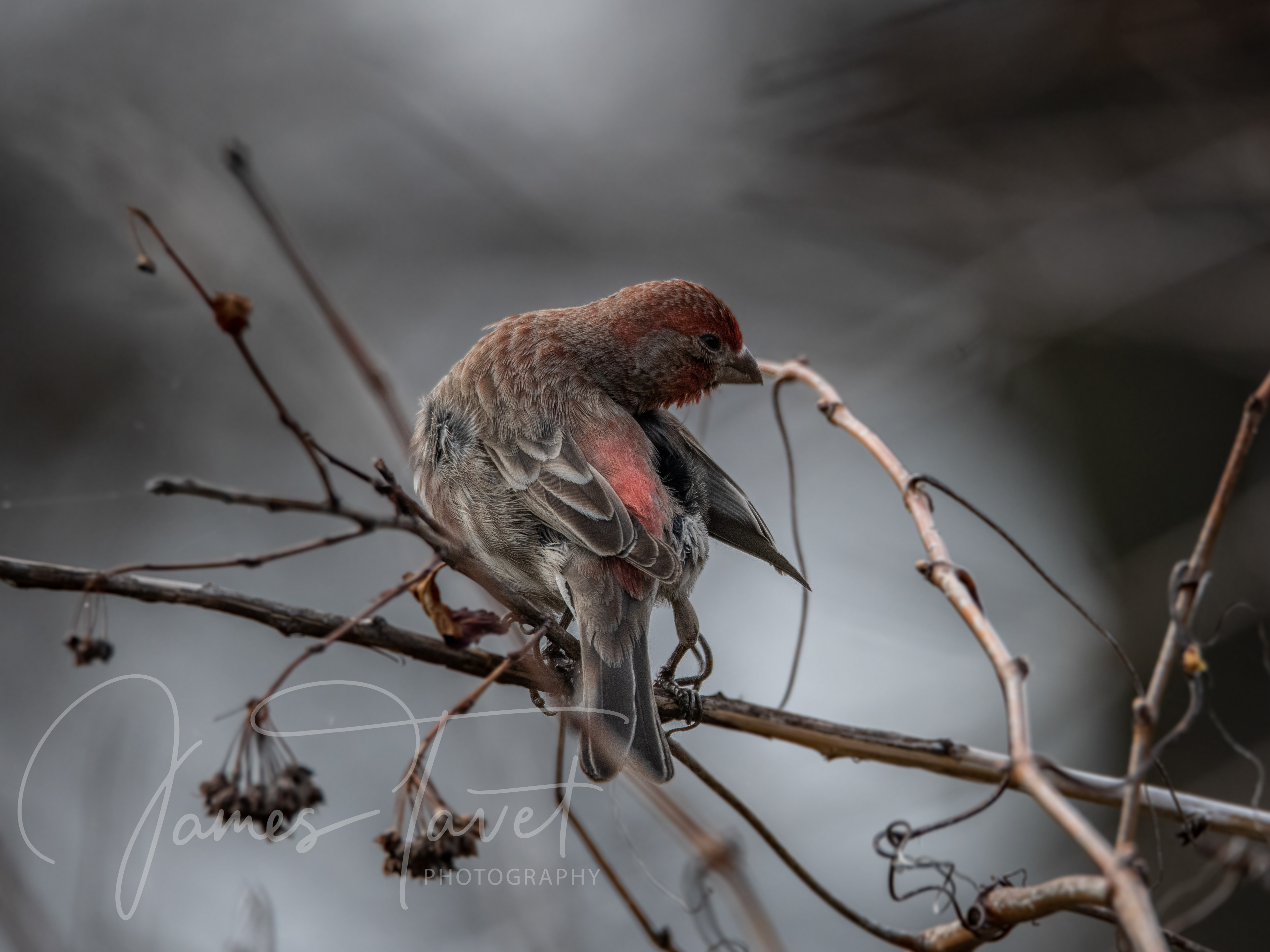 Pine Grosbeak