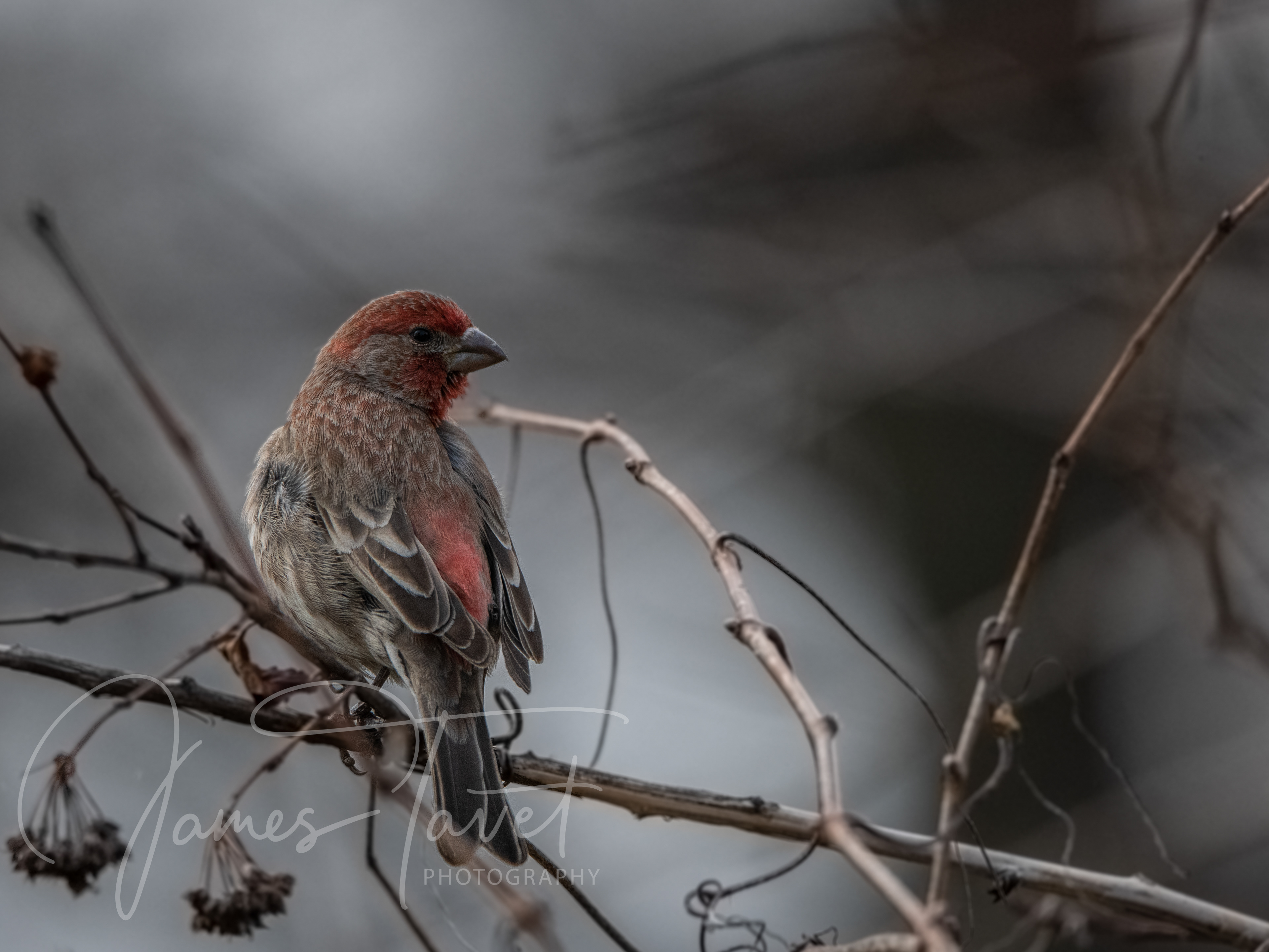 Pine Grosbeak
