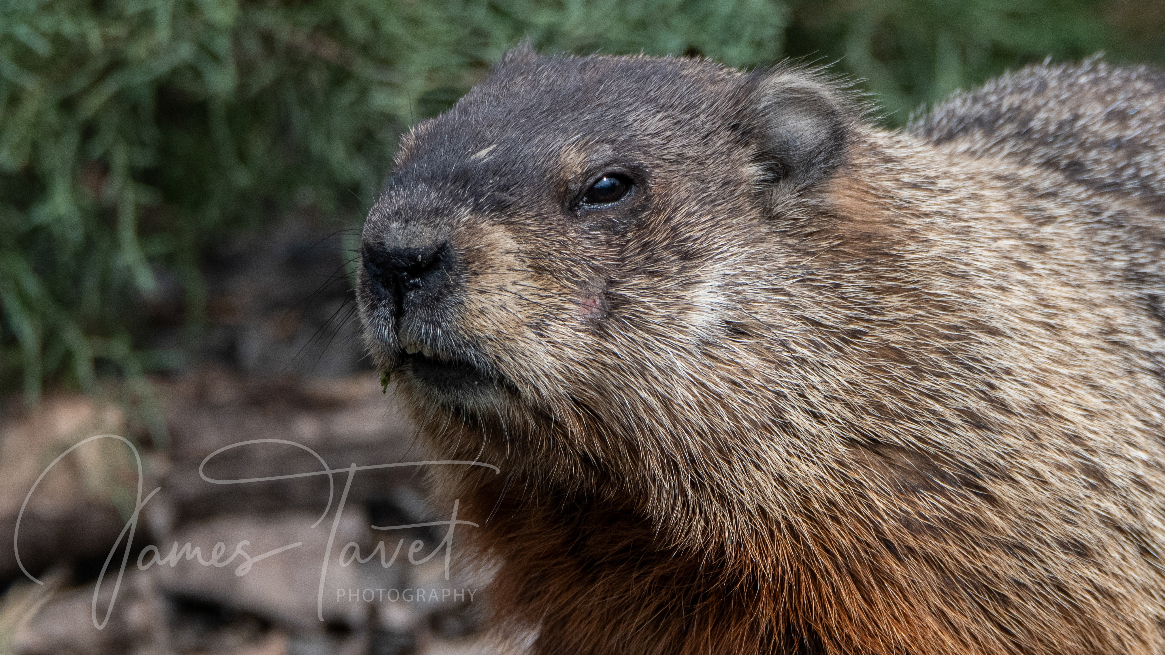 Groundhog