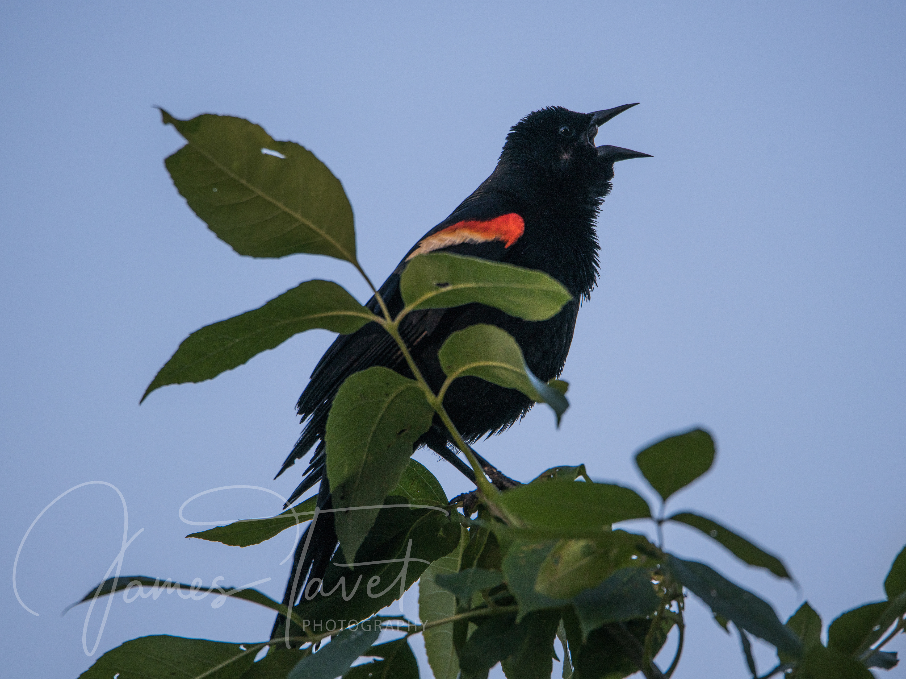 Red Winged Blackbird