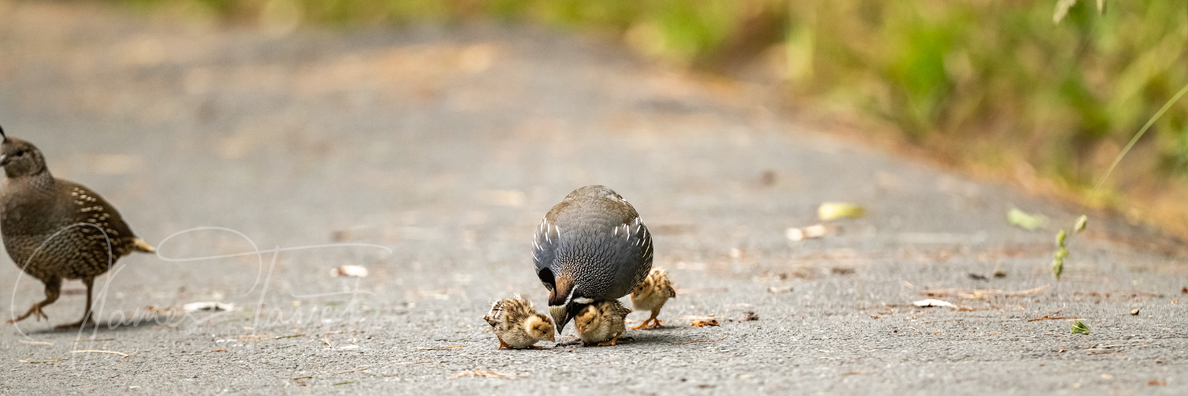 A family of Californiam Quail