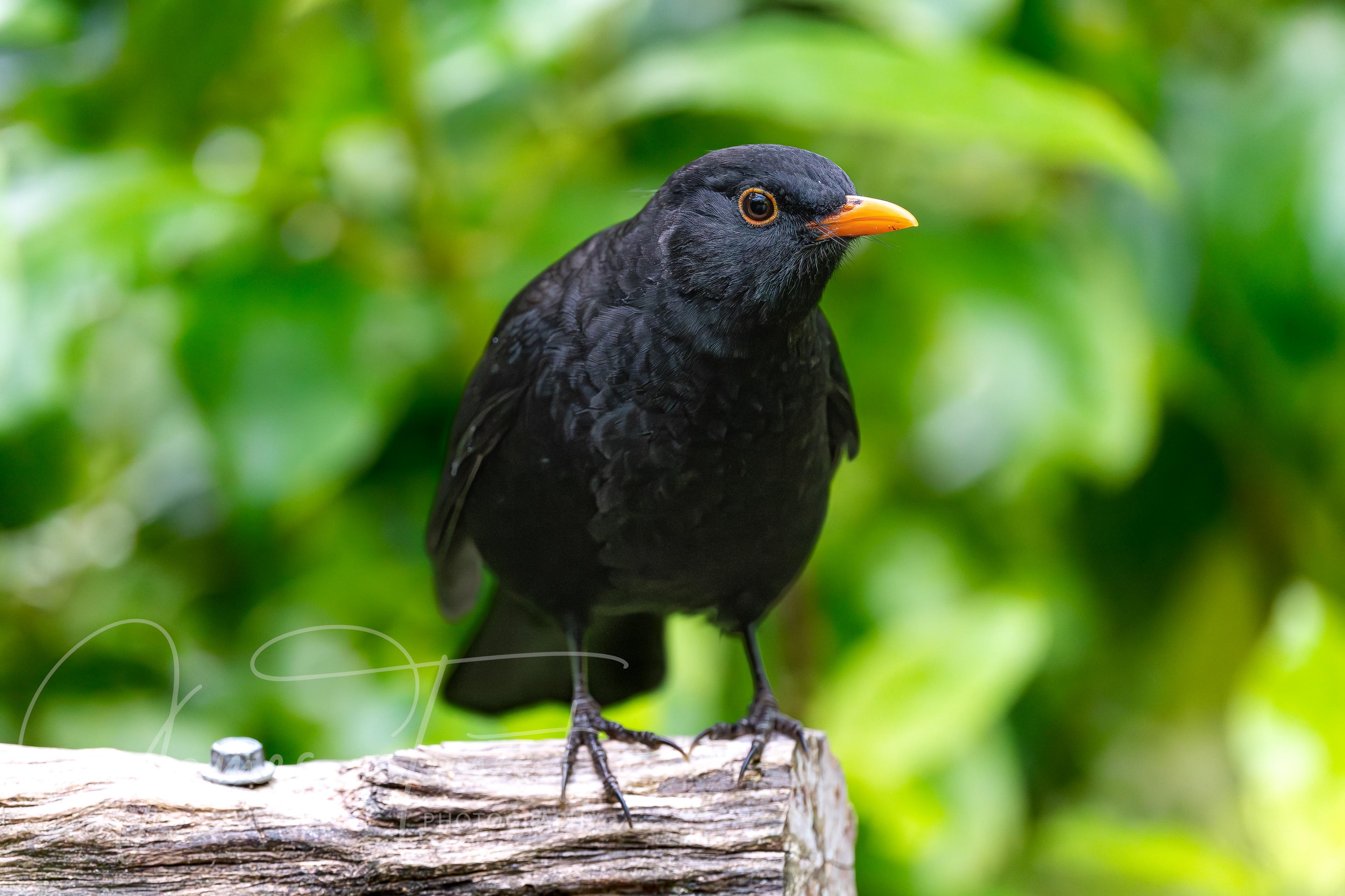Adult Eurasian Blackbird