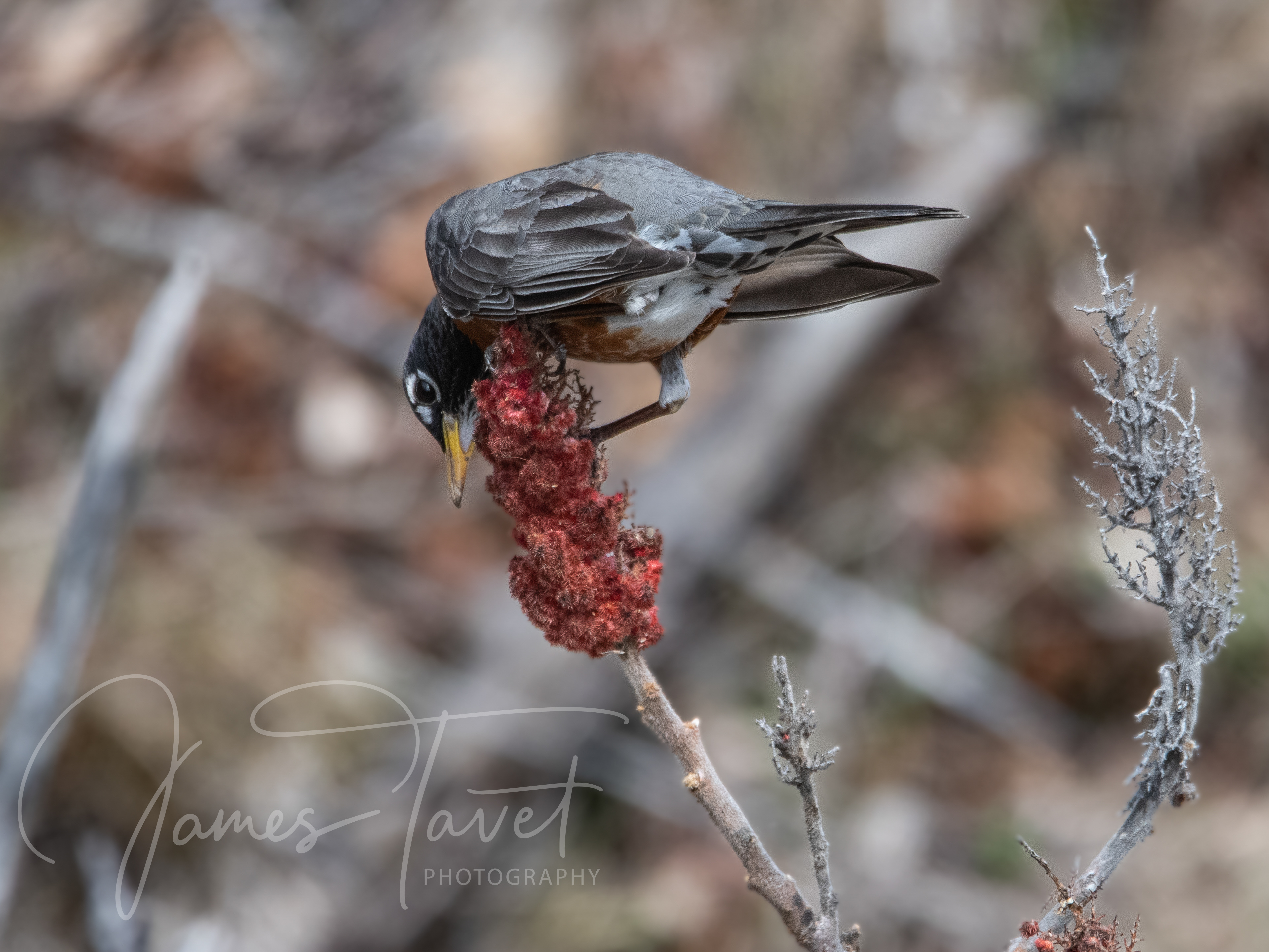 American Robin