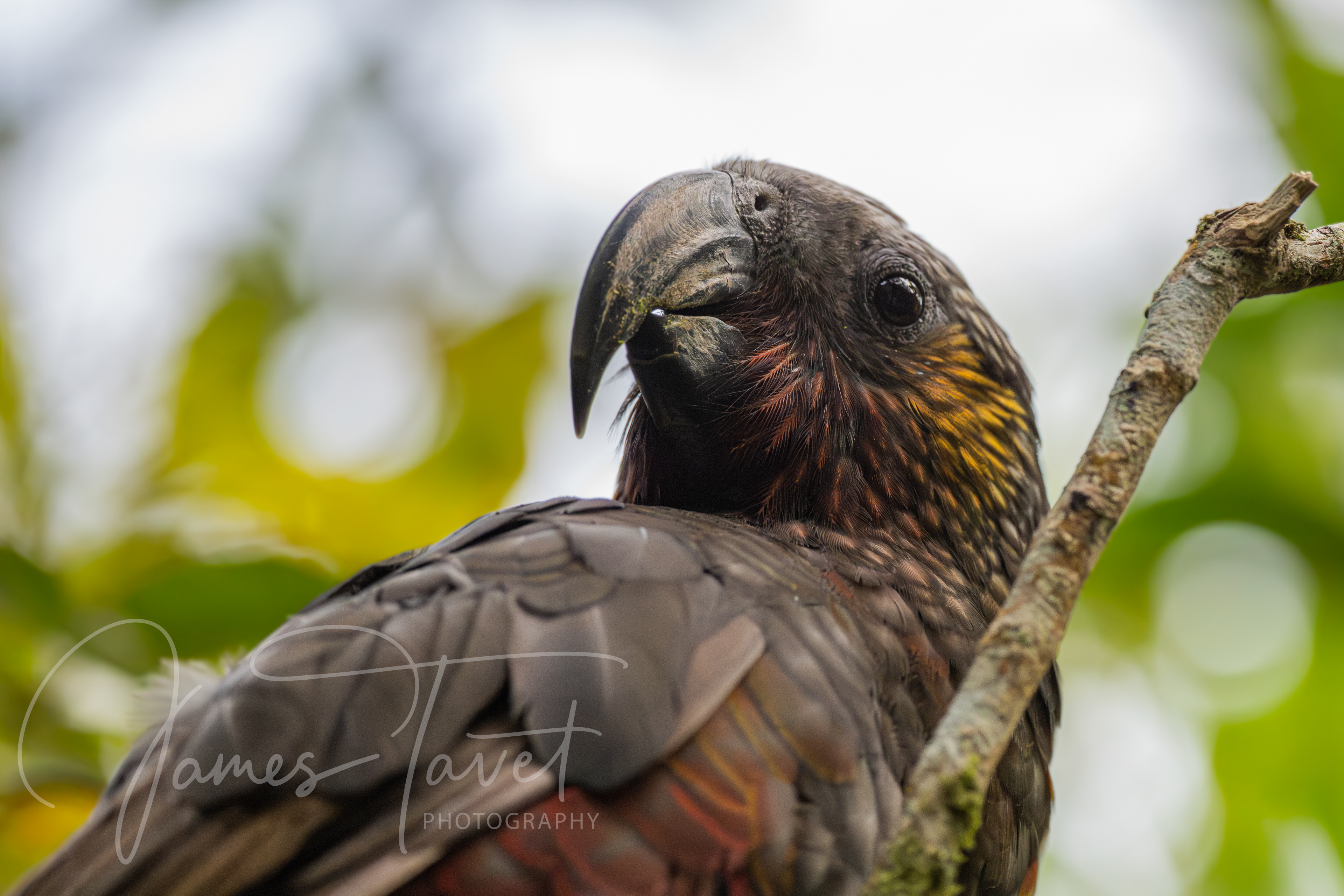 Kaka