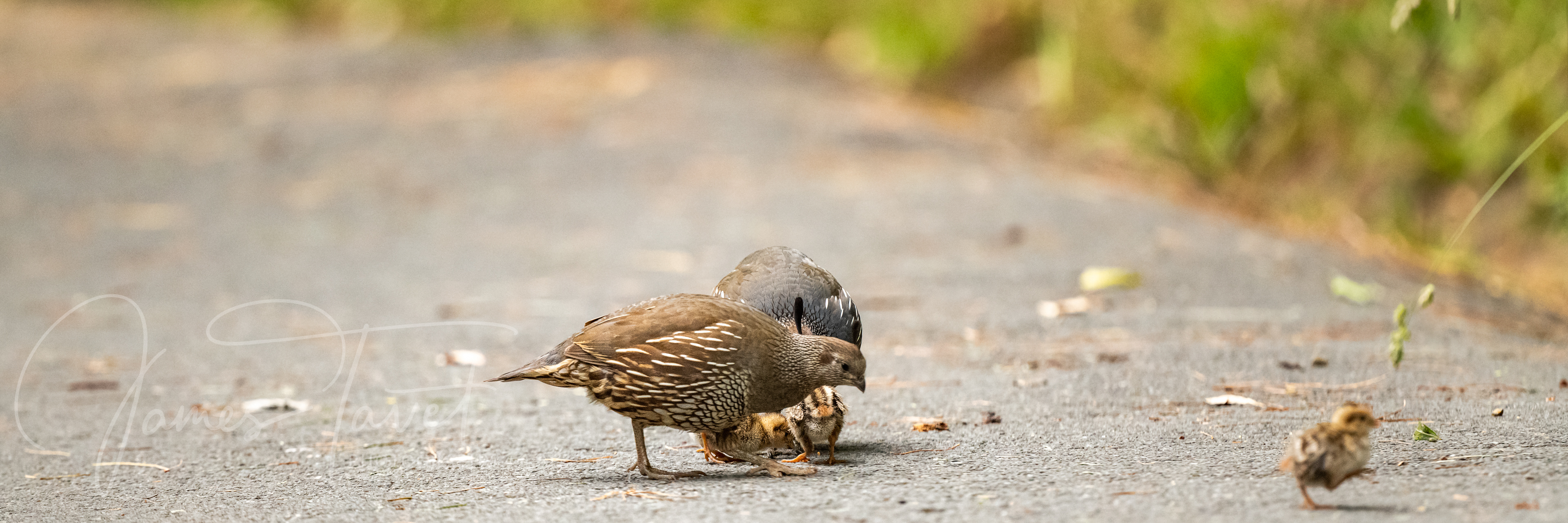 A family of Californiam Quail