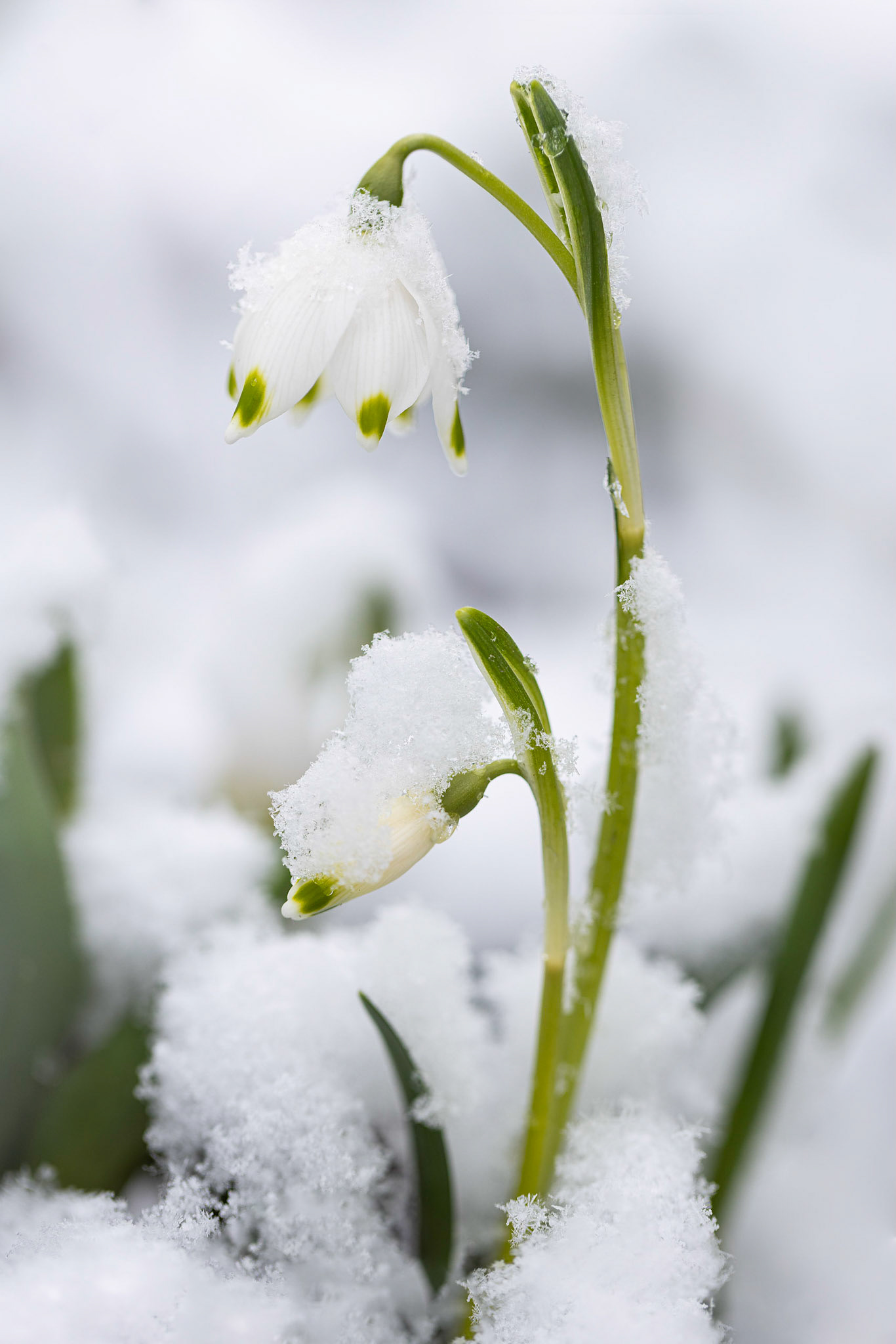 Das große Schneeglöckchen - der Märzenbecher