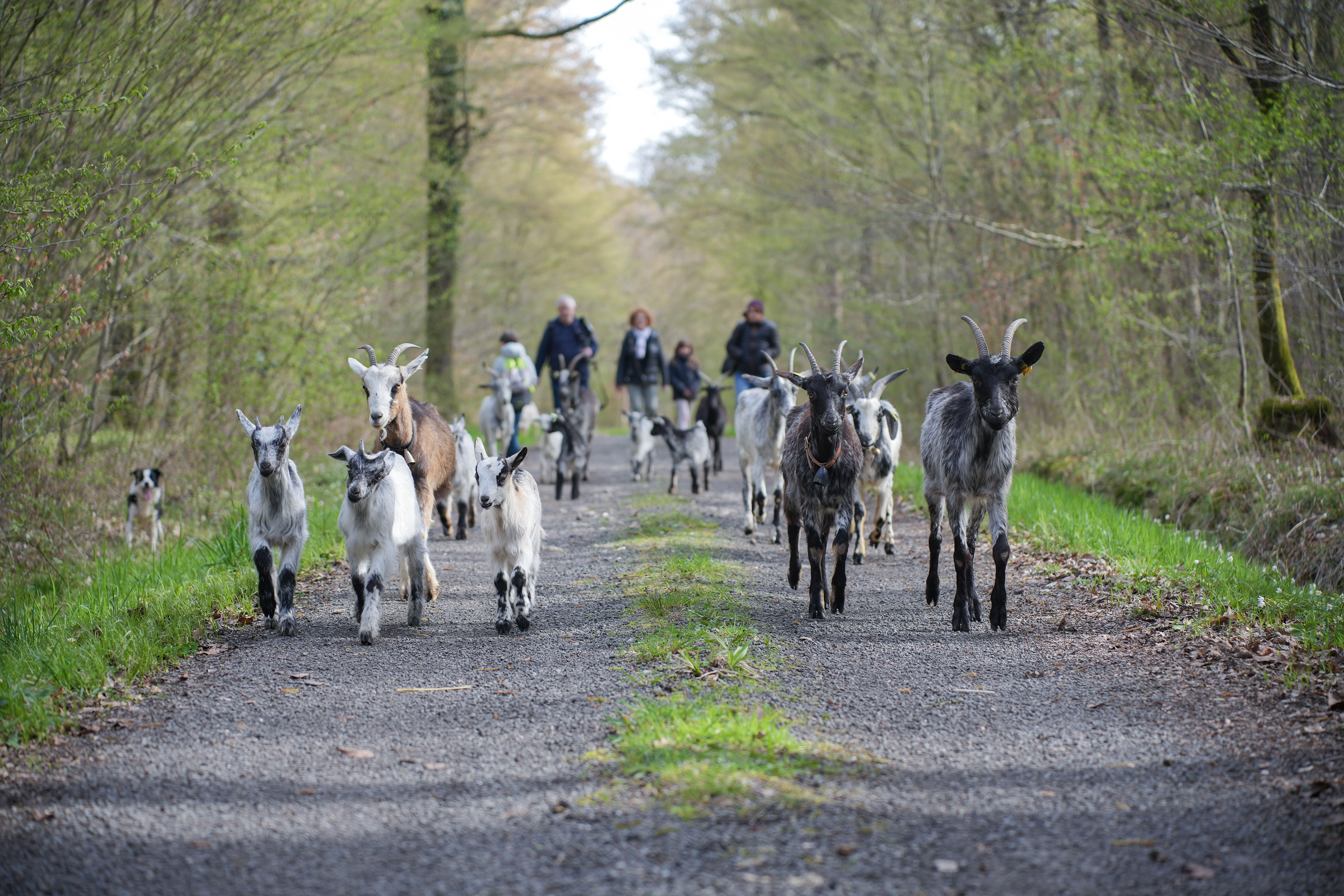 Transhumance pour établir une écô-pature