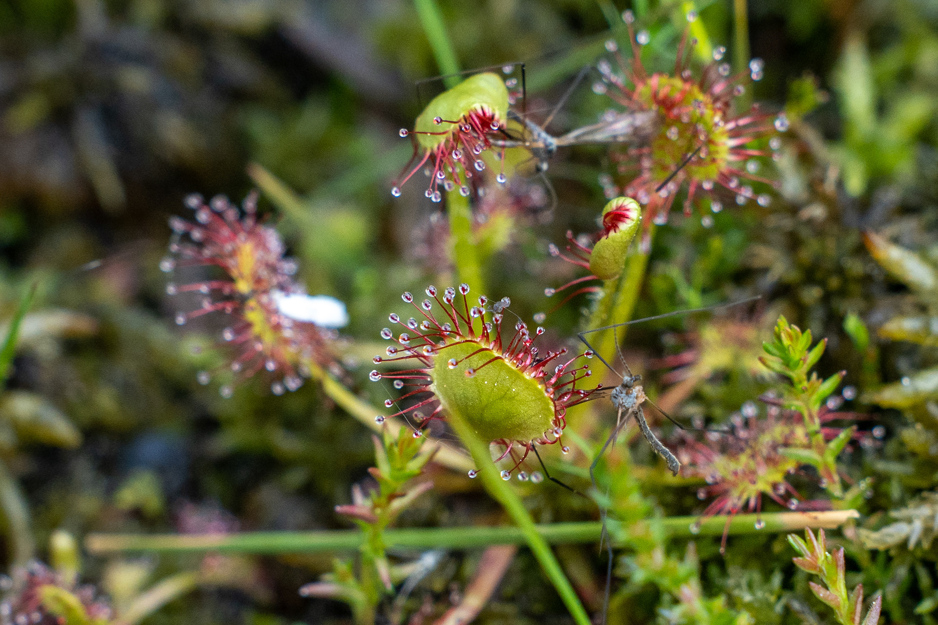 Une drosera se régale sur la tourbière de Saint-Germain