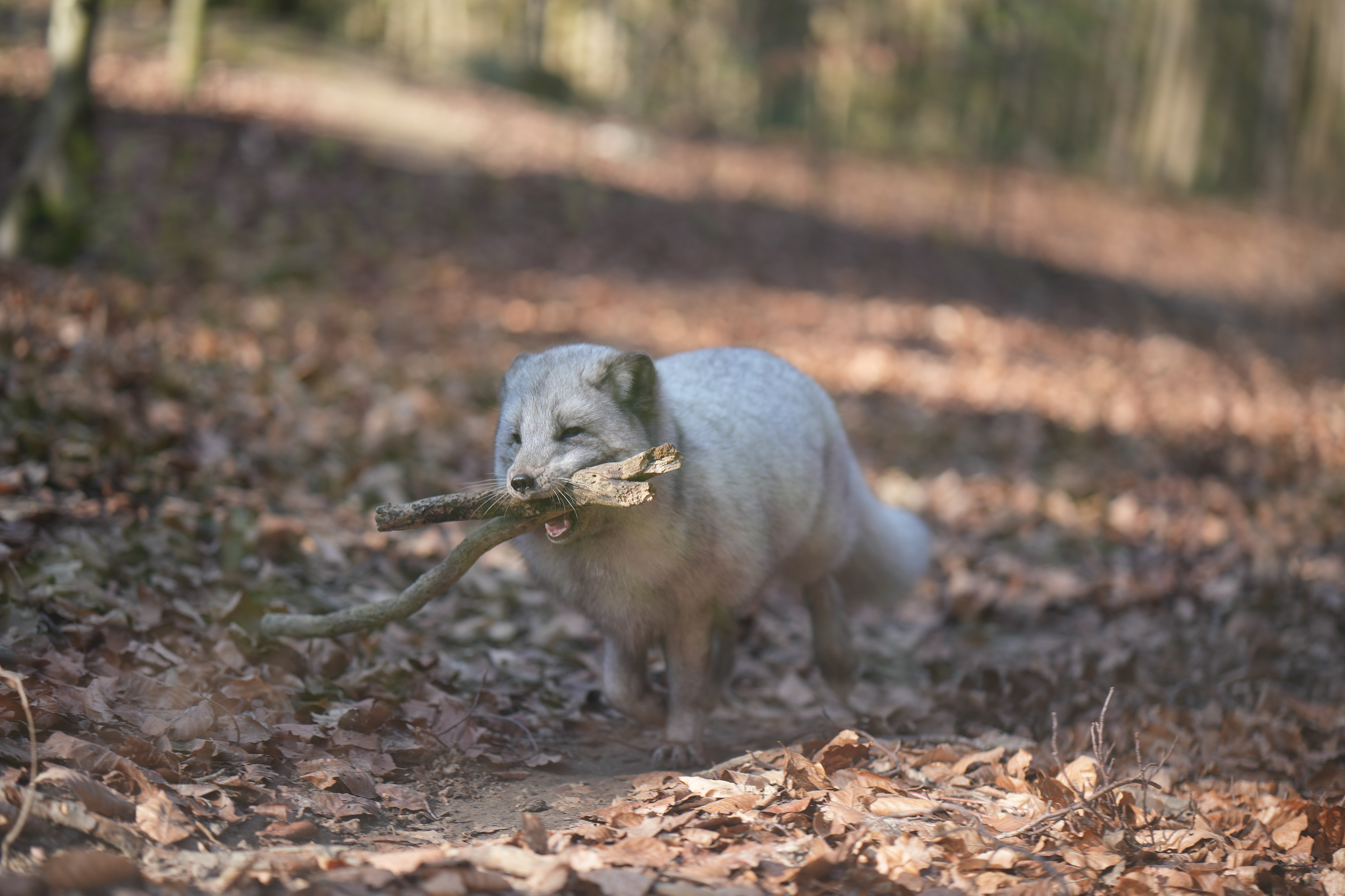 Petit renard arctique dans son quart d'heure de folie au zoo de Mulhouse
